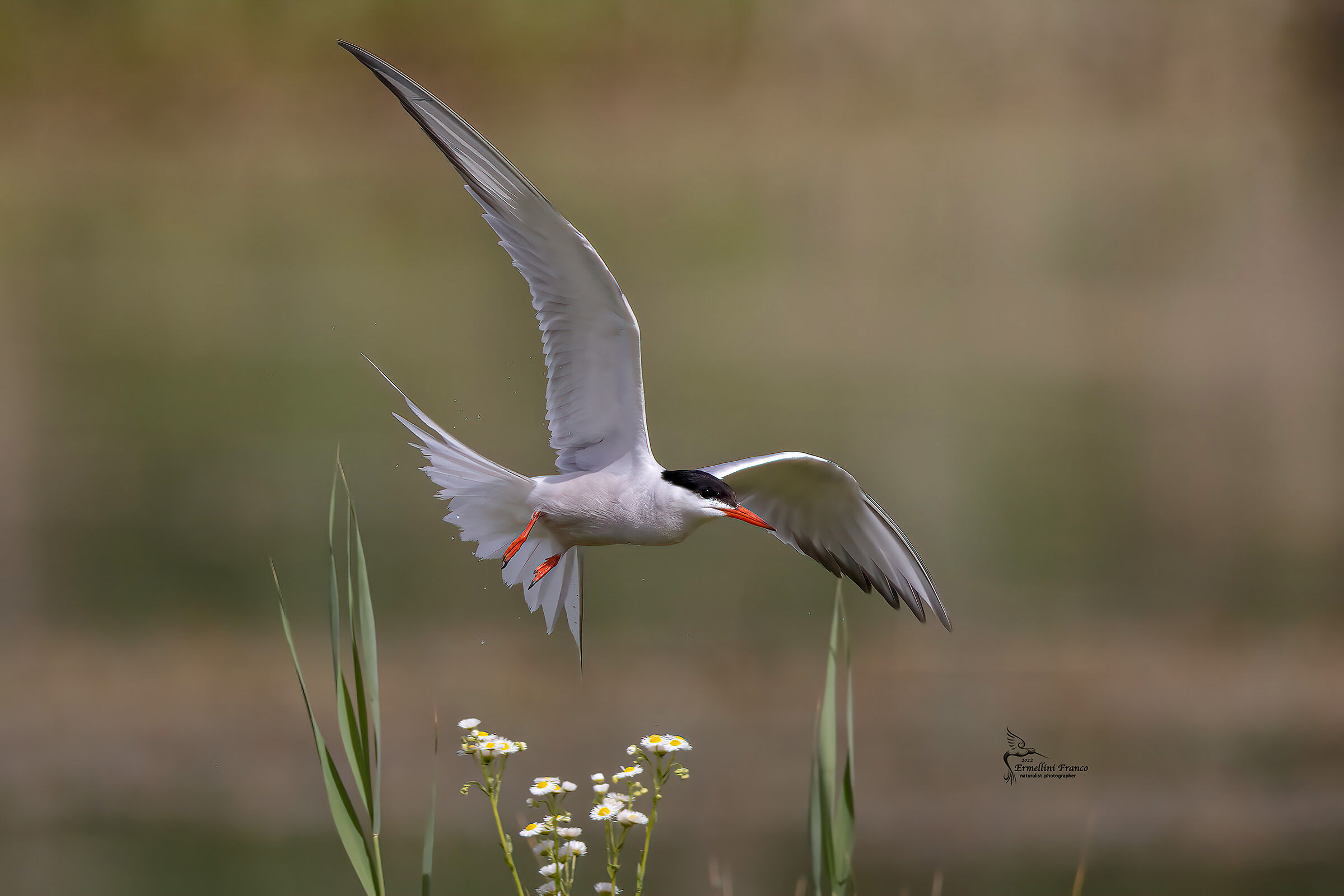 Tern