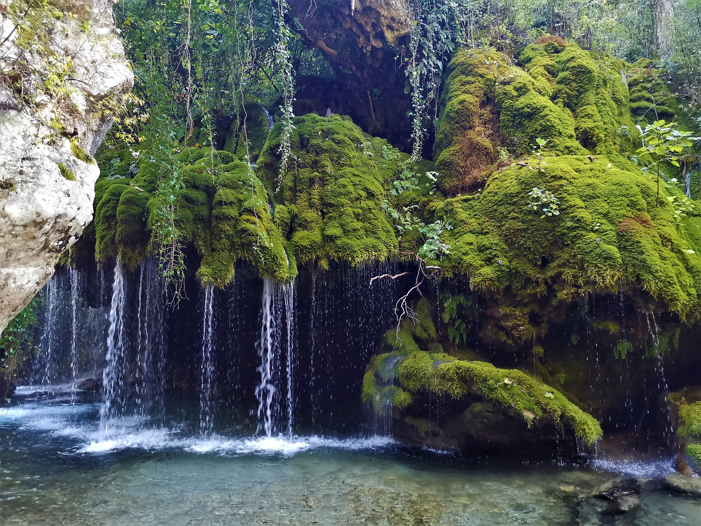 Hair of Venus (Spartan Little House)