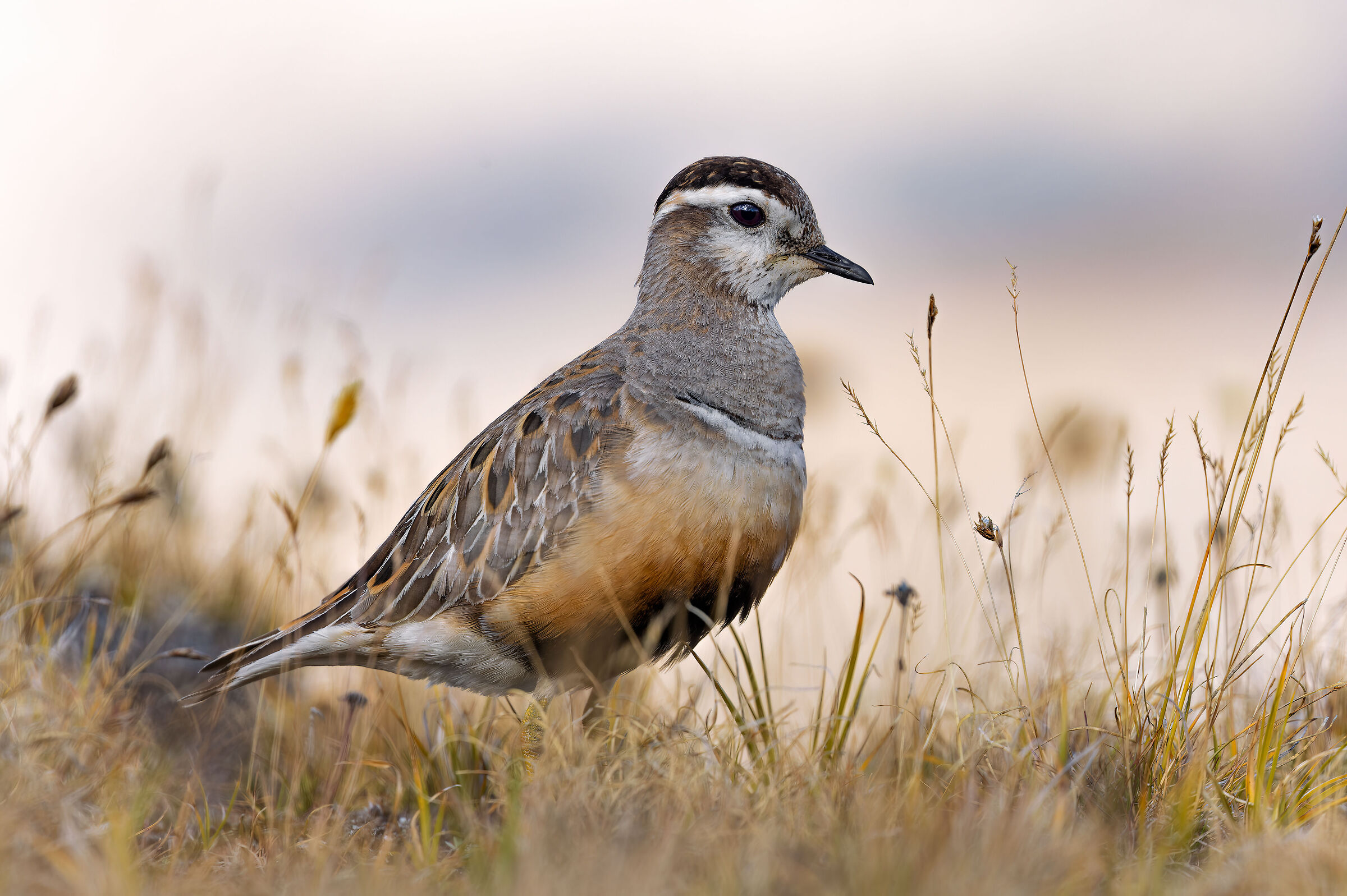 Ultimi fiochi bagliori nella tundra alpina