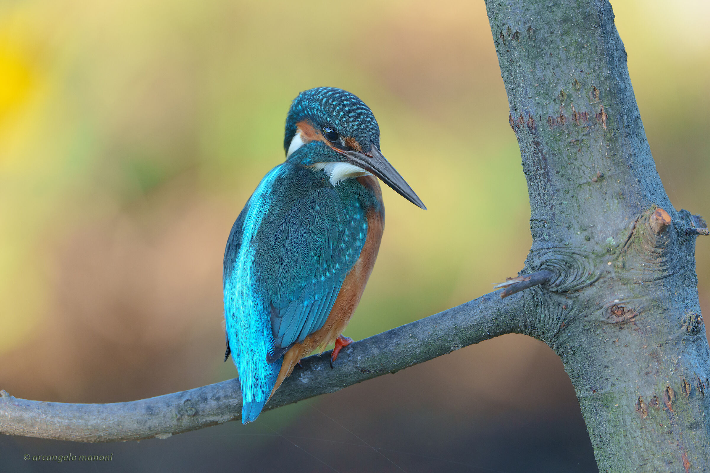 Martin from the top of the throne