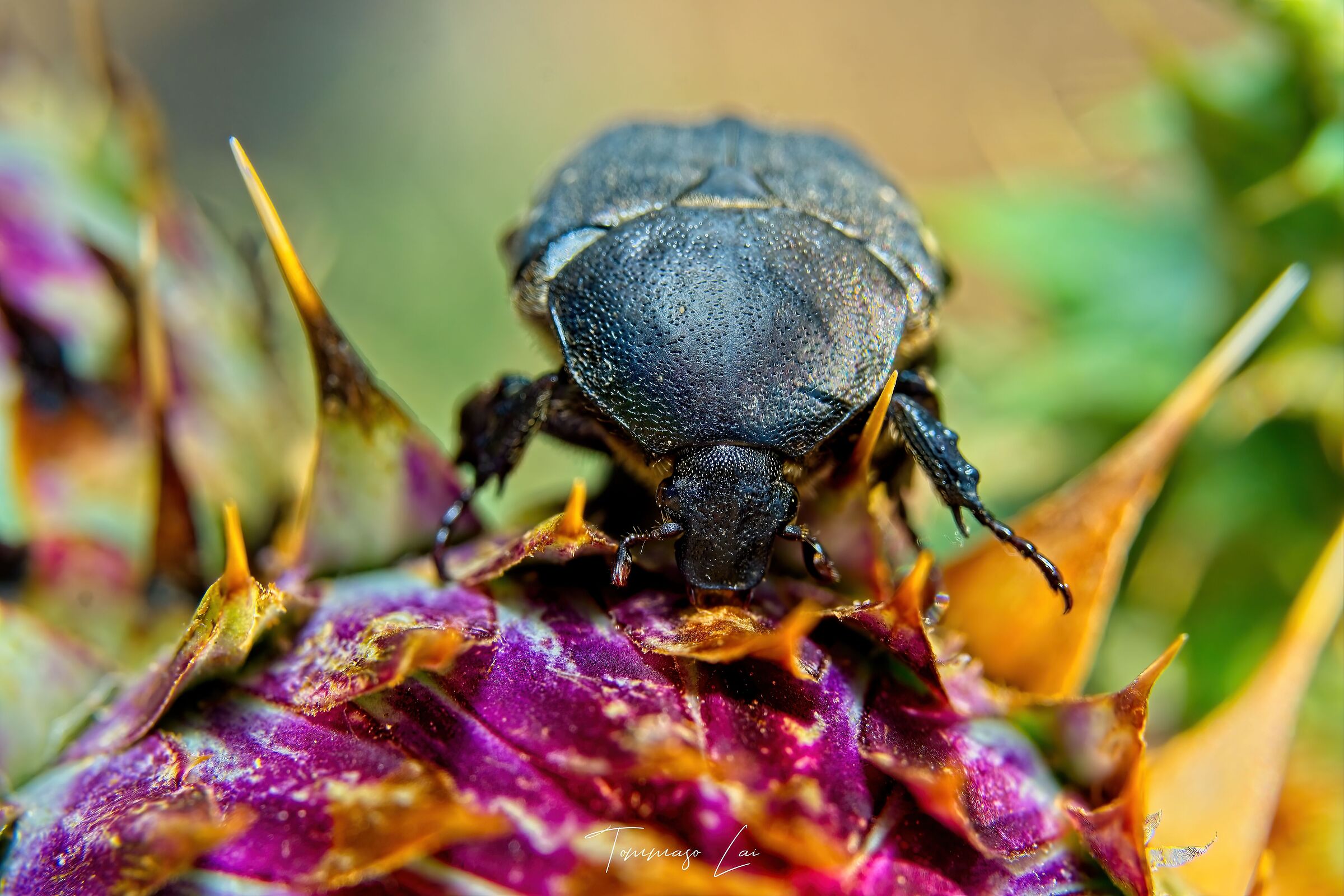 Euphoria sepulcralis
