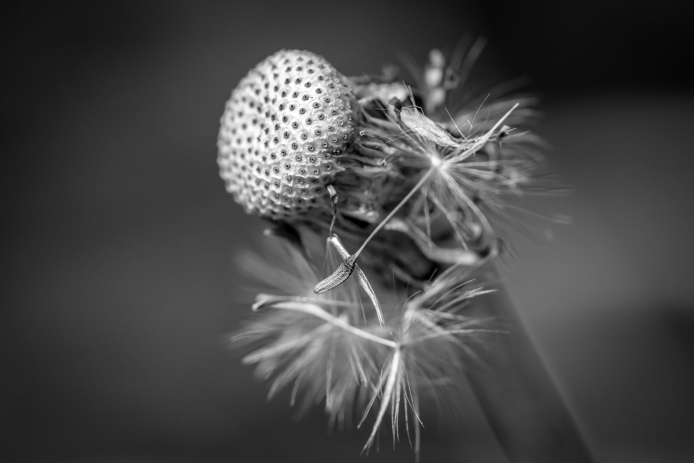 Si sta come d'autunno...