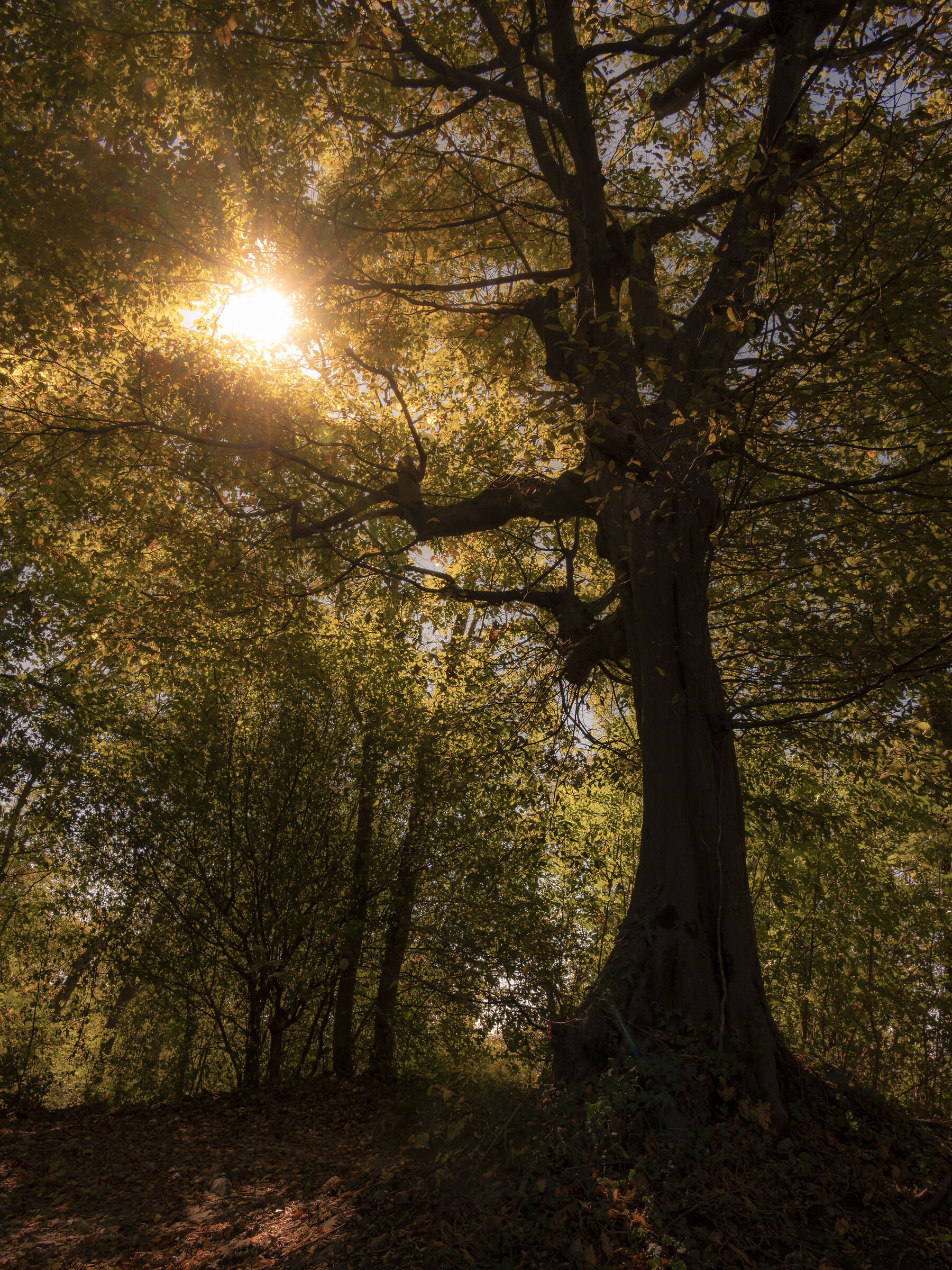 In the forest of Crea