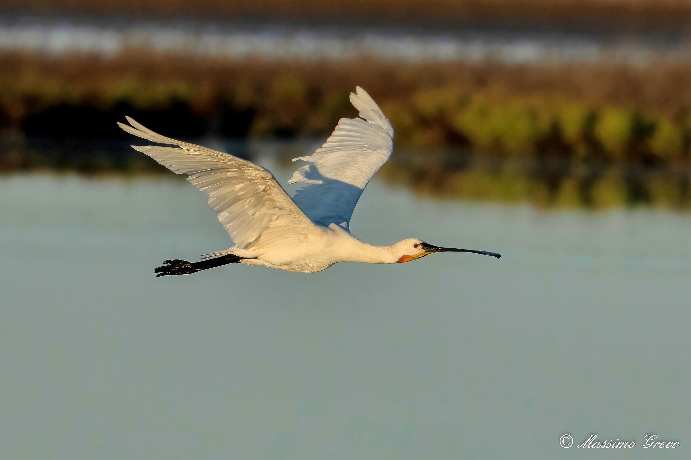 White spatula (Platalea leucorodia)