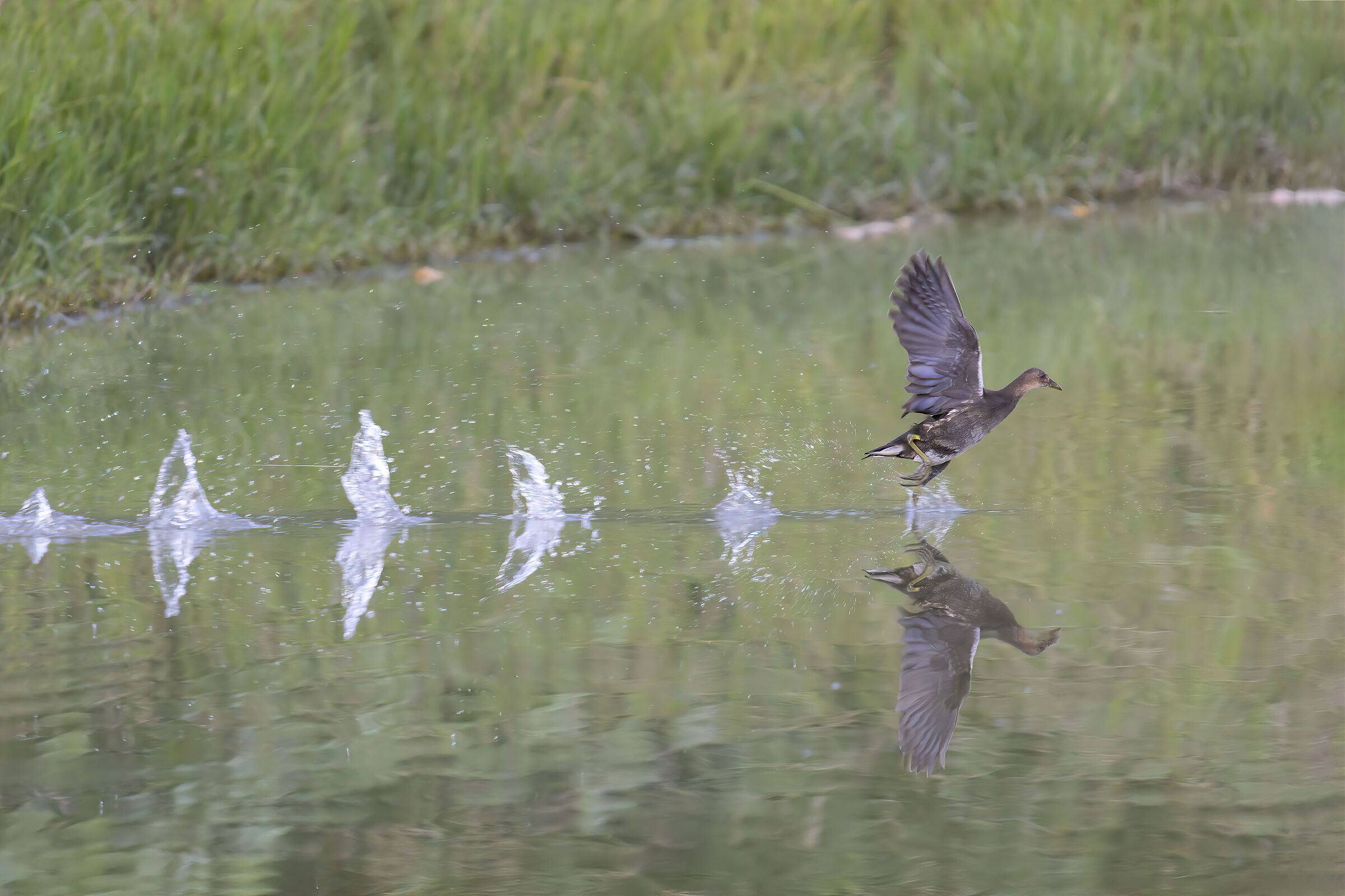 La fuga della gallinella
