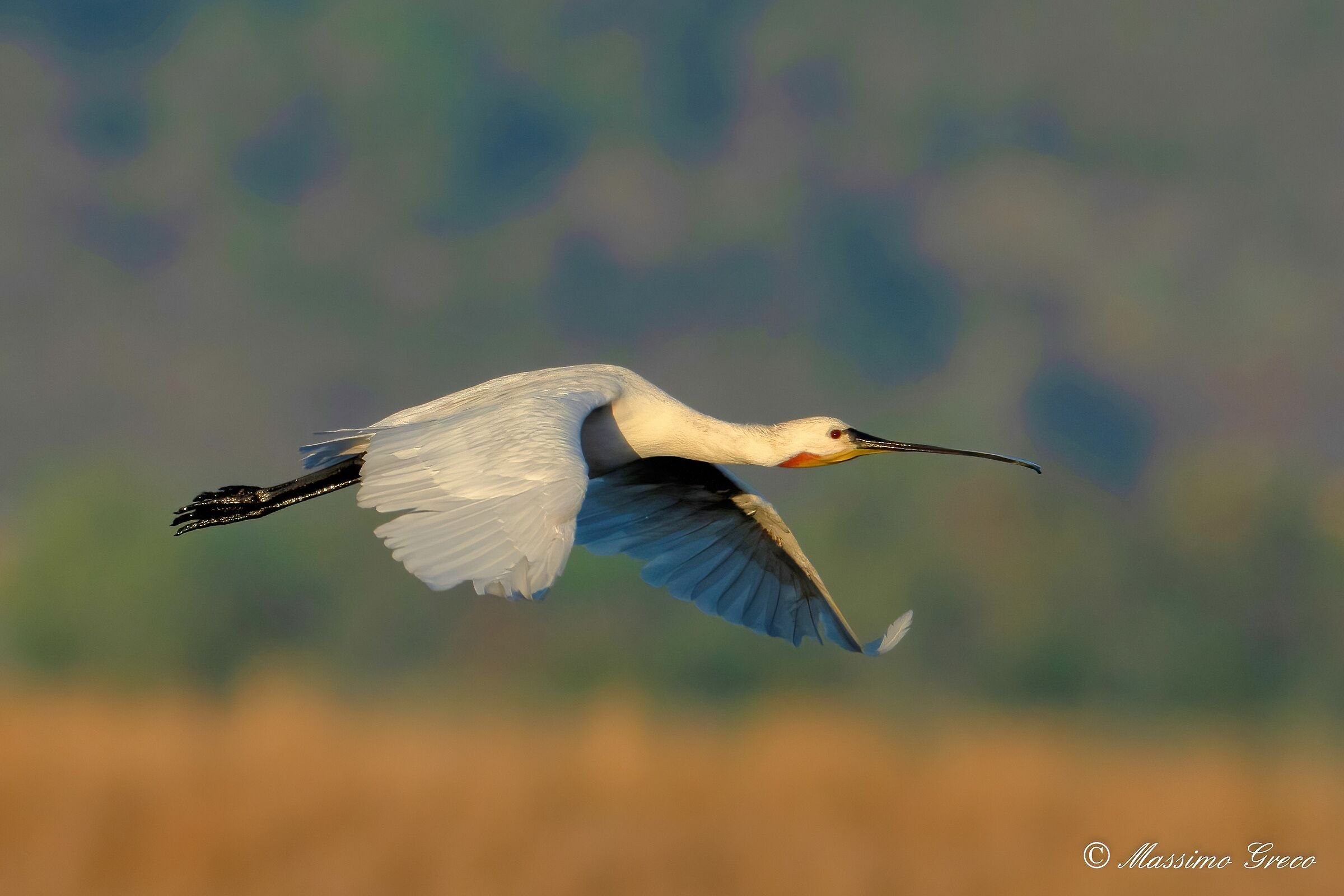 White spatula (Platalea leucorodia)