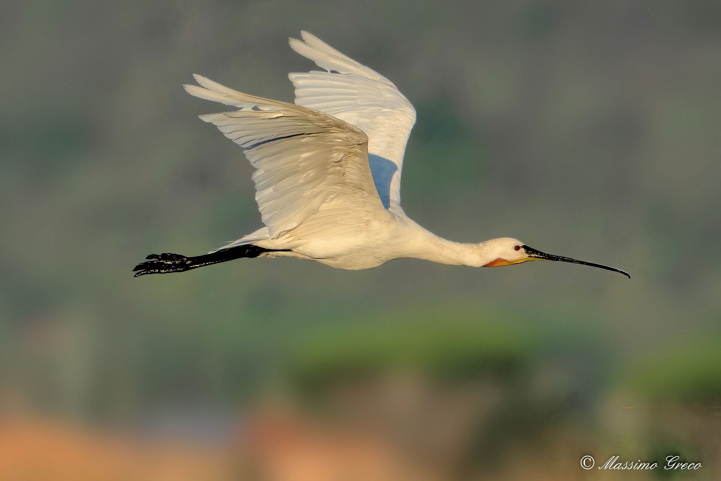 White spatula (Platalea leucorodia)