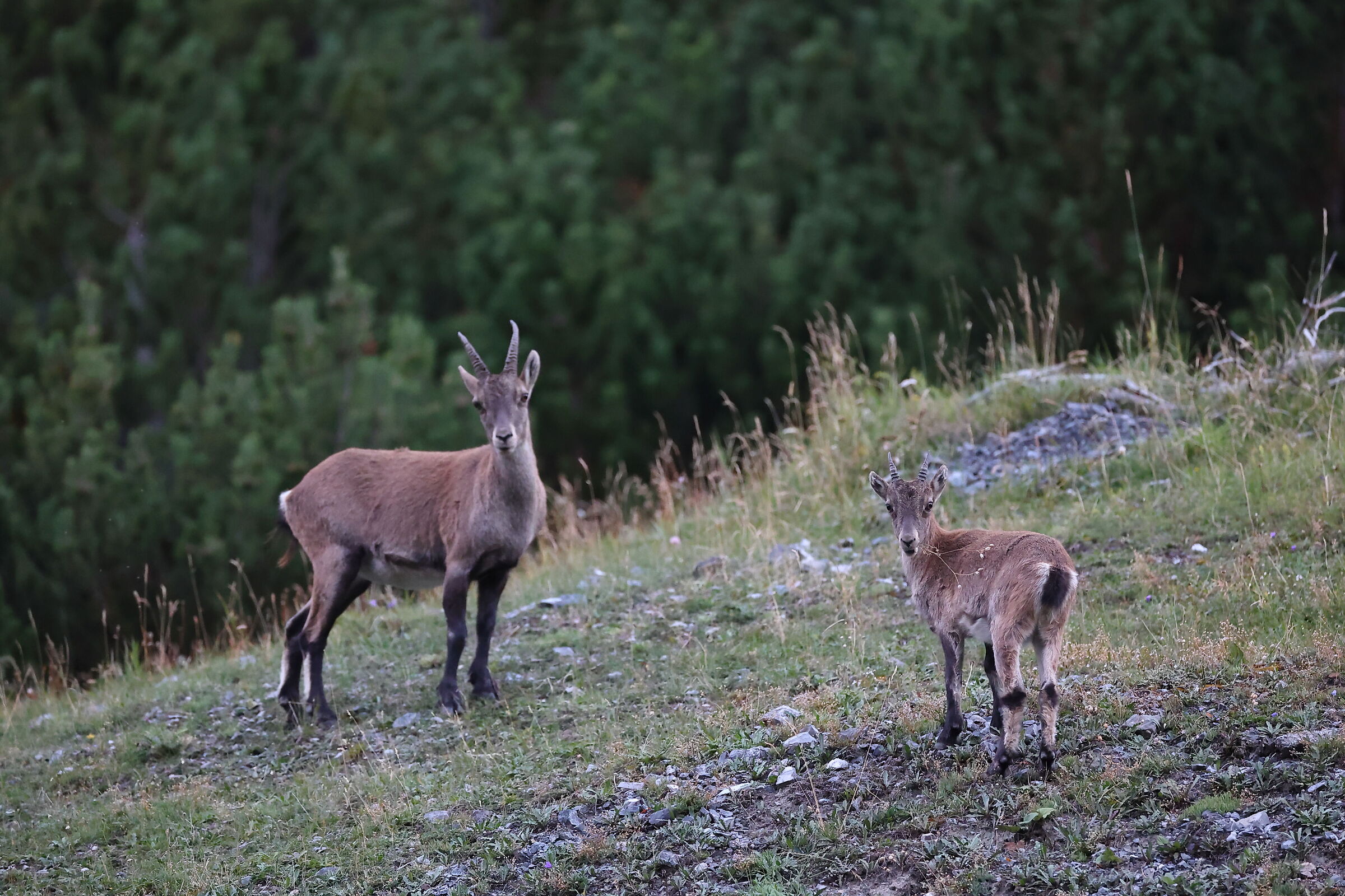 Mamma e piccolo di Stambecco