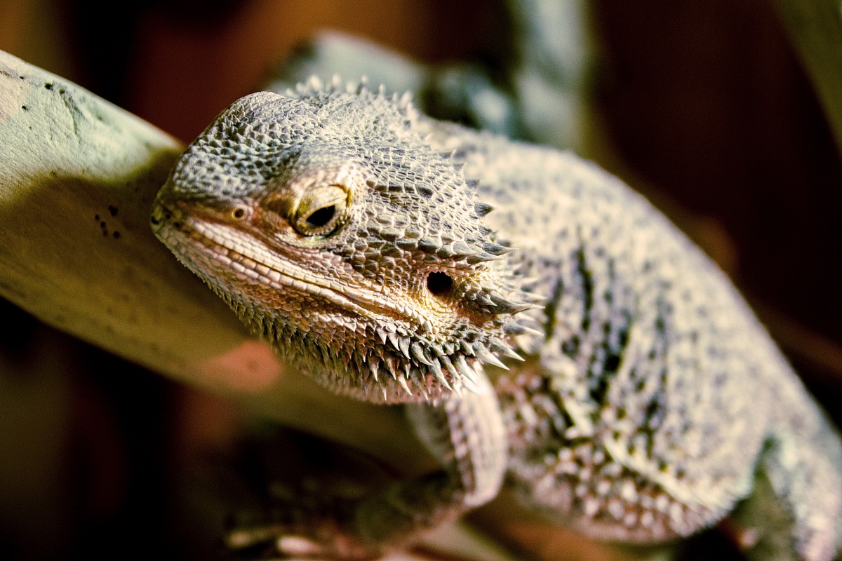 pogona o mostro barbuto dei deserti australiani