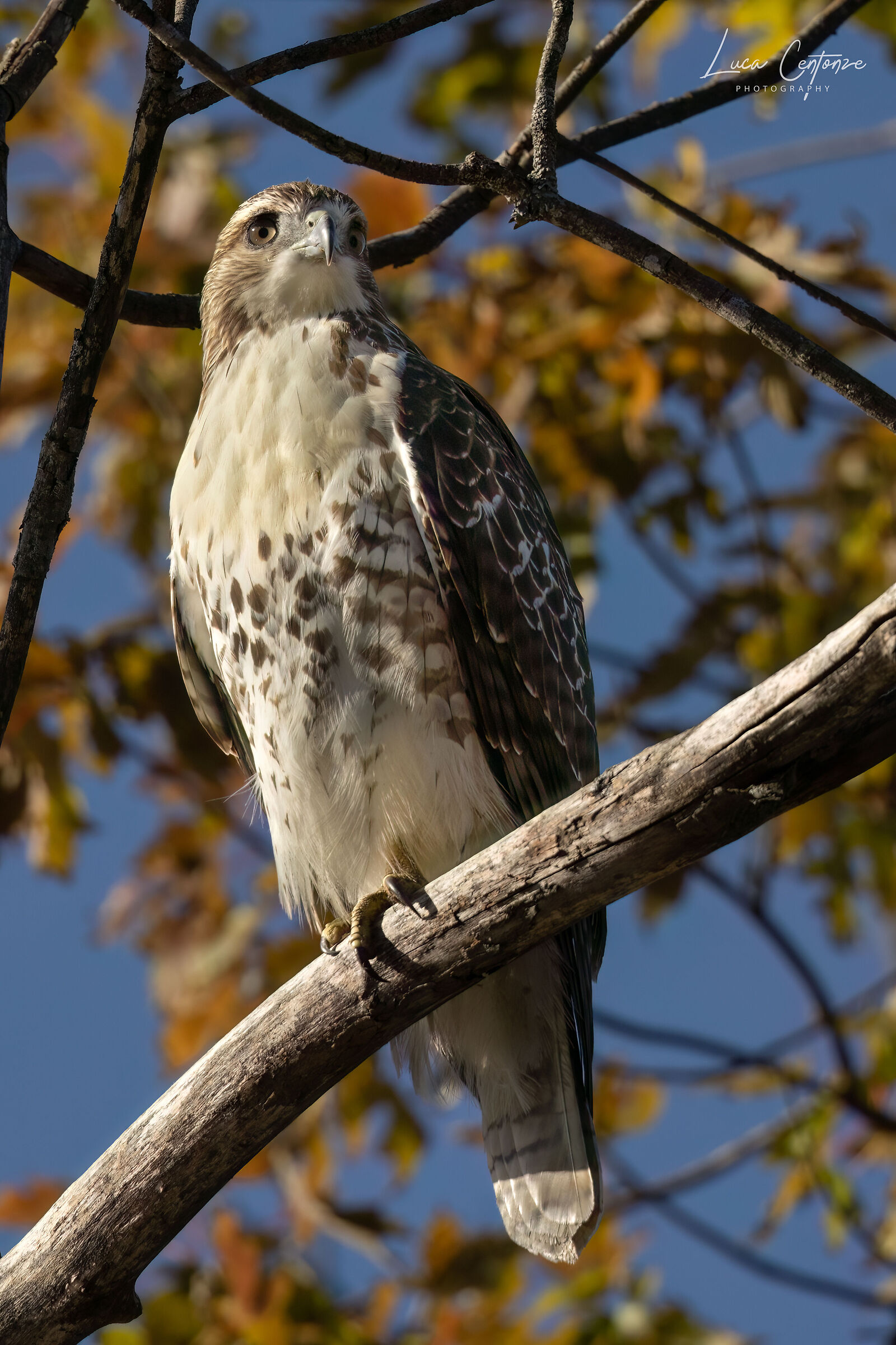 Cooper's Hawk (Accipiter cooperii)