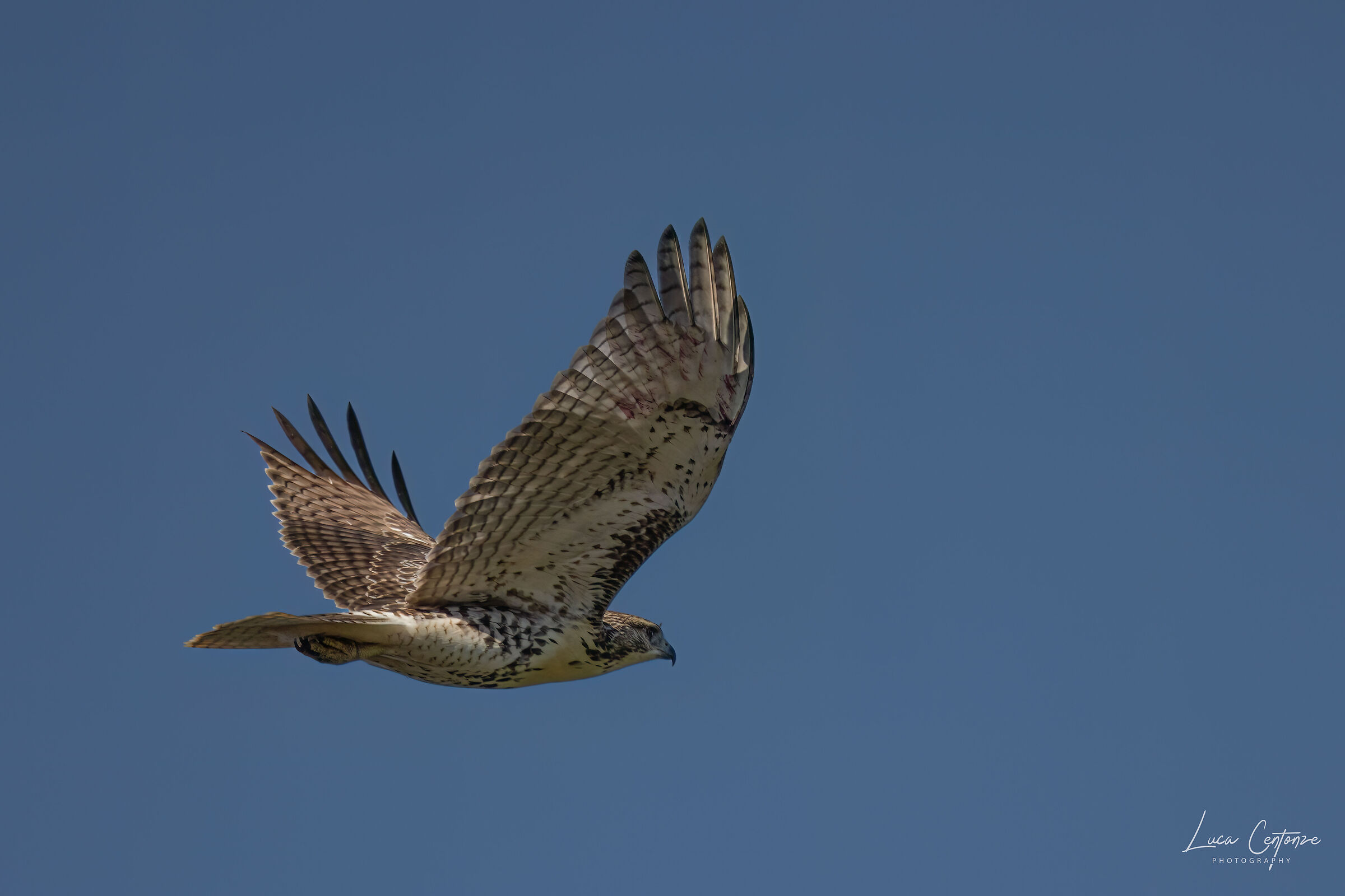 Cooper's Hawk (Accipiter cooperii)