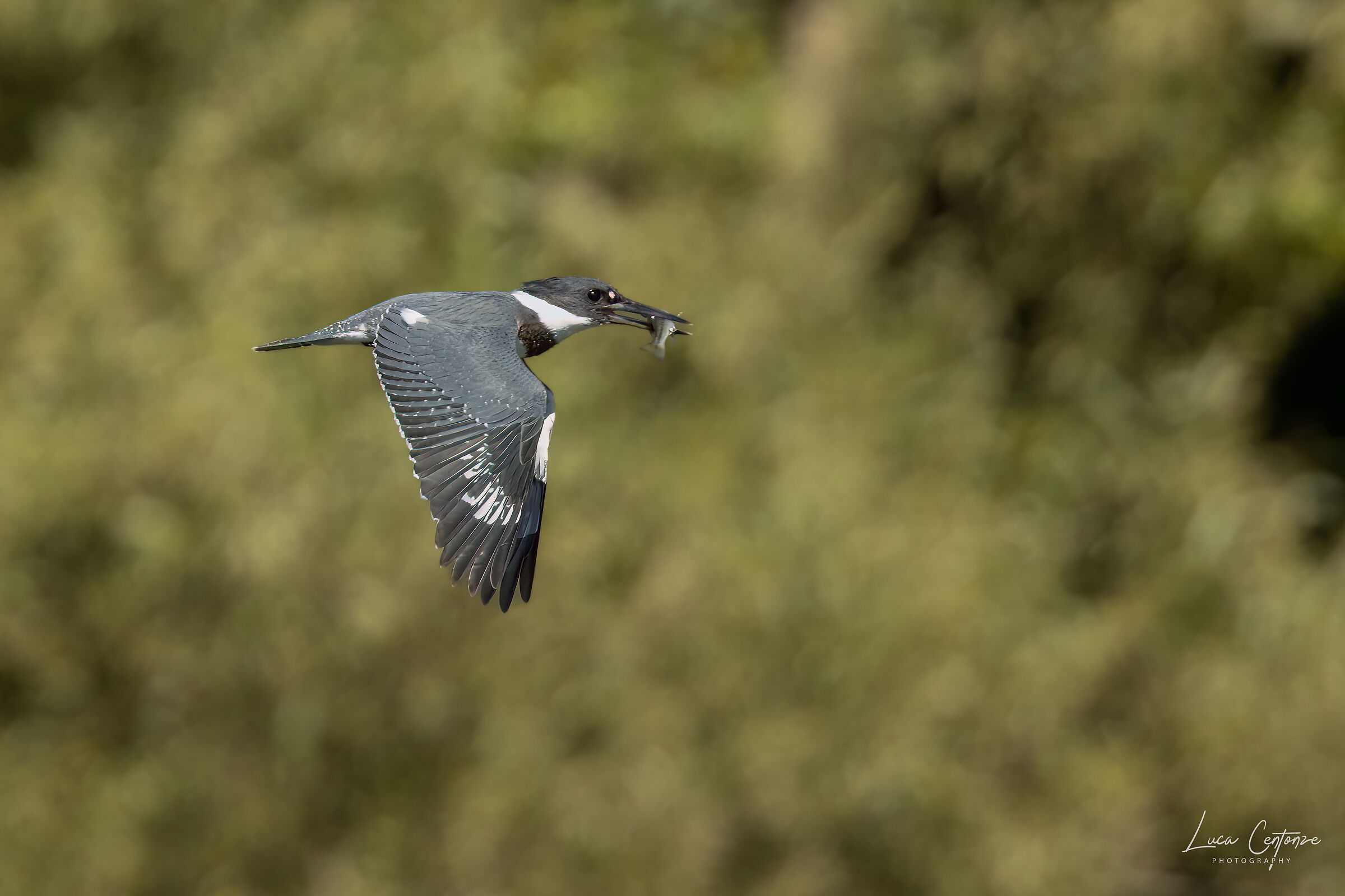 Belted King Fisher (Megaceryle alcyon)