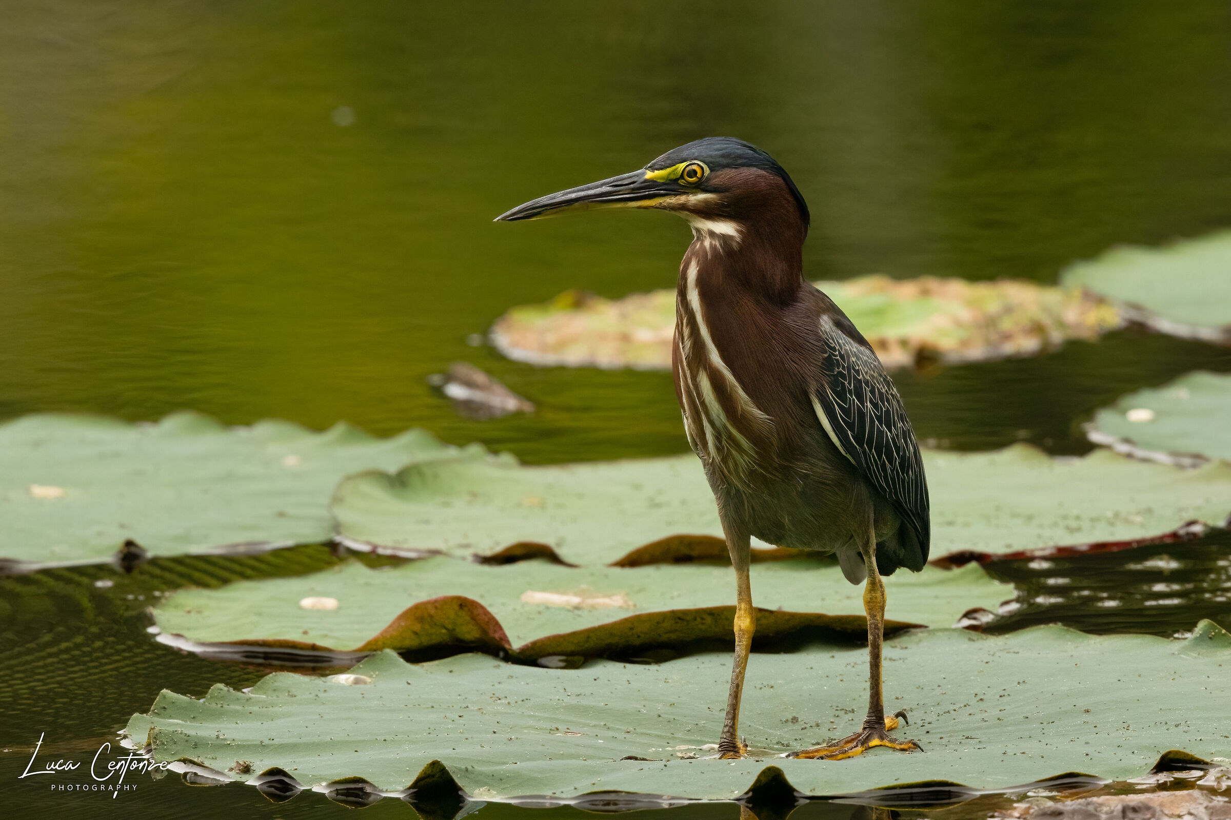 Green Heron (Butorides virescens)