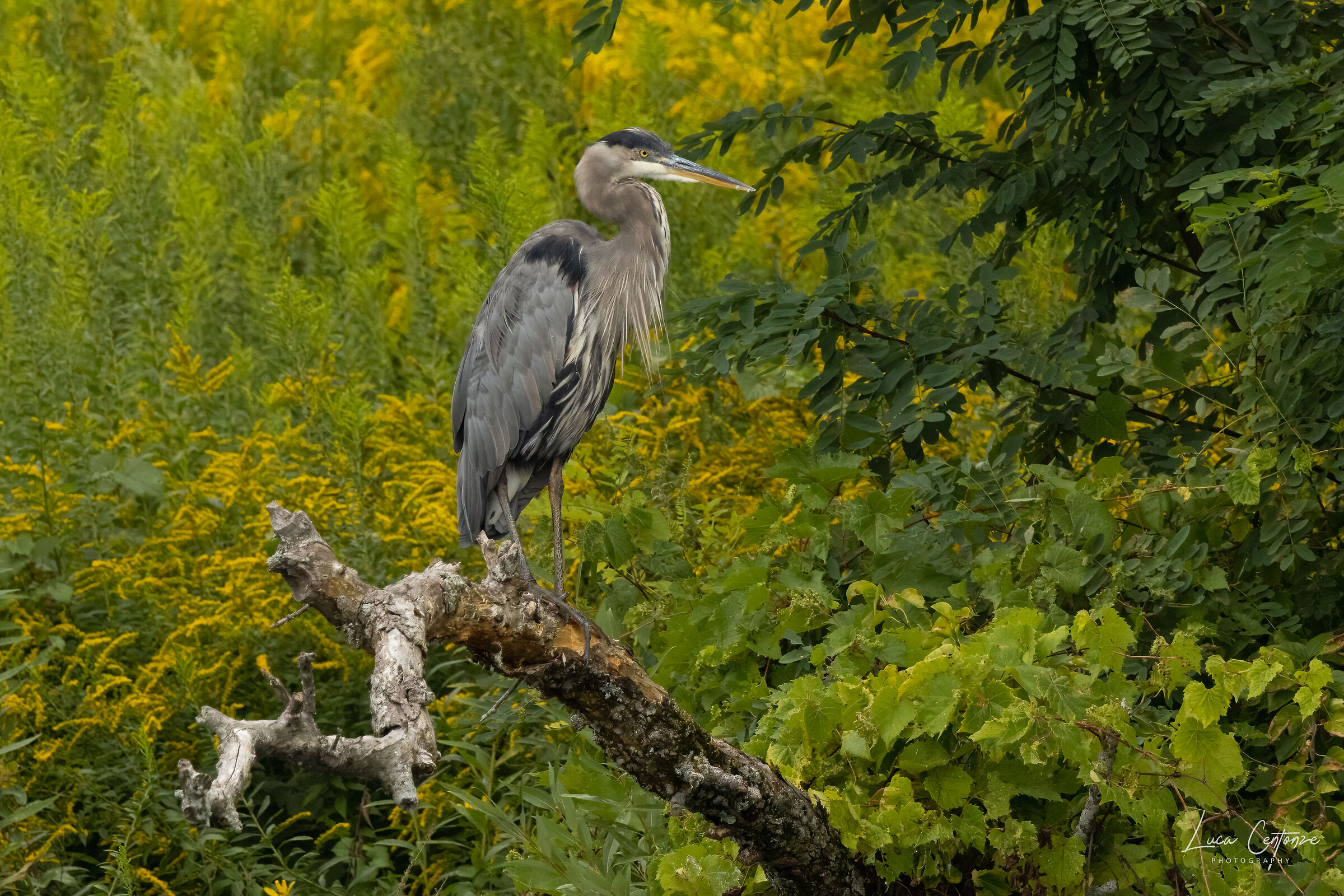 Great Blue Heron (Ardea herodias)