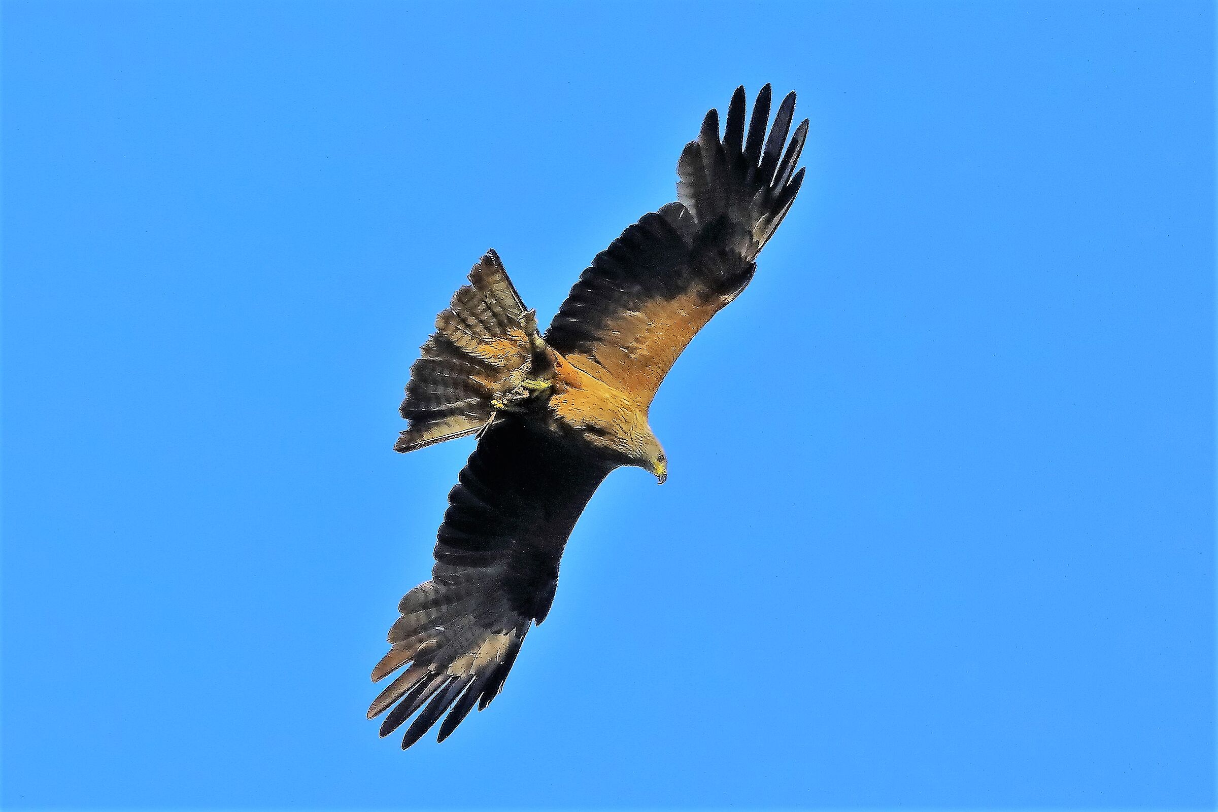 Nibbio bruno 06-06-2022