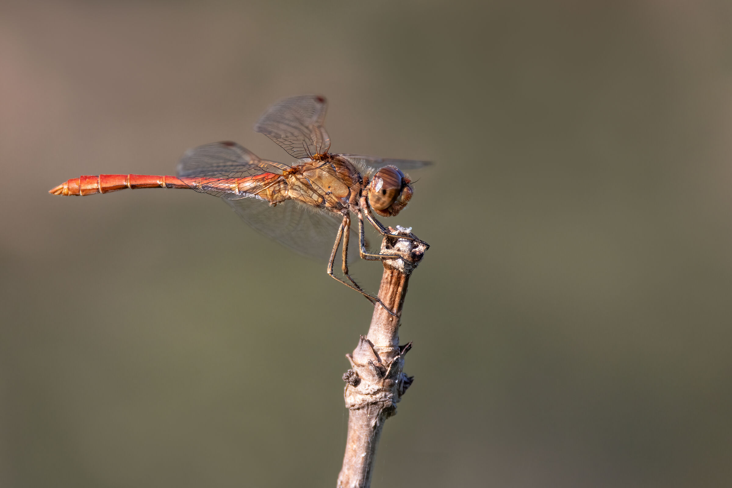Southern Sympetrum