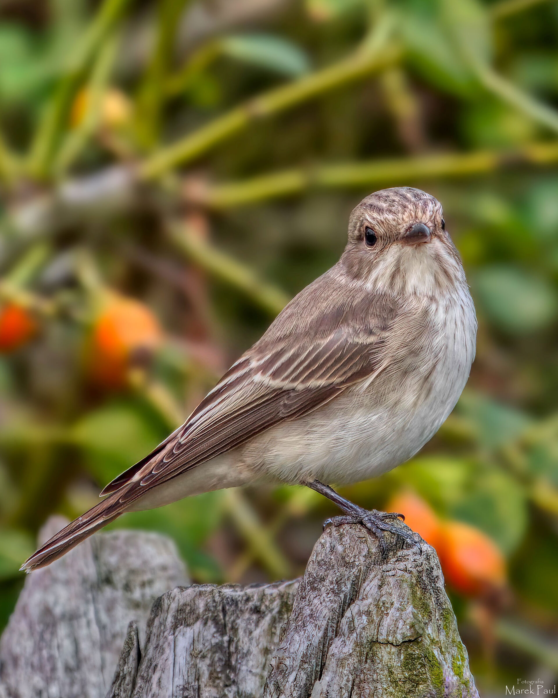 Pigliamosche maculato