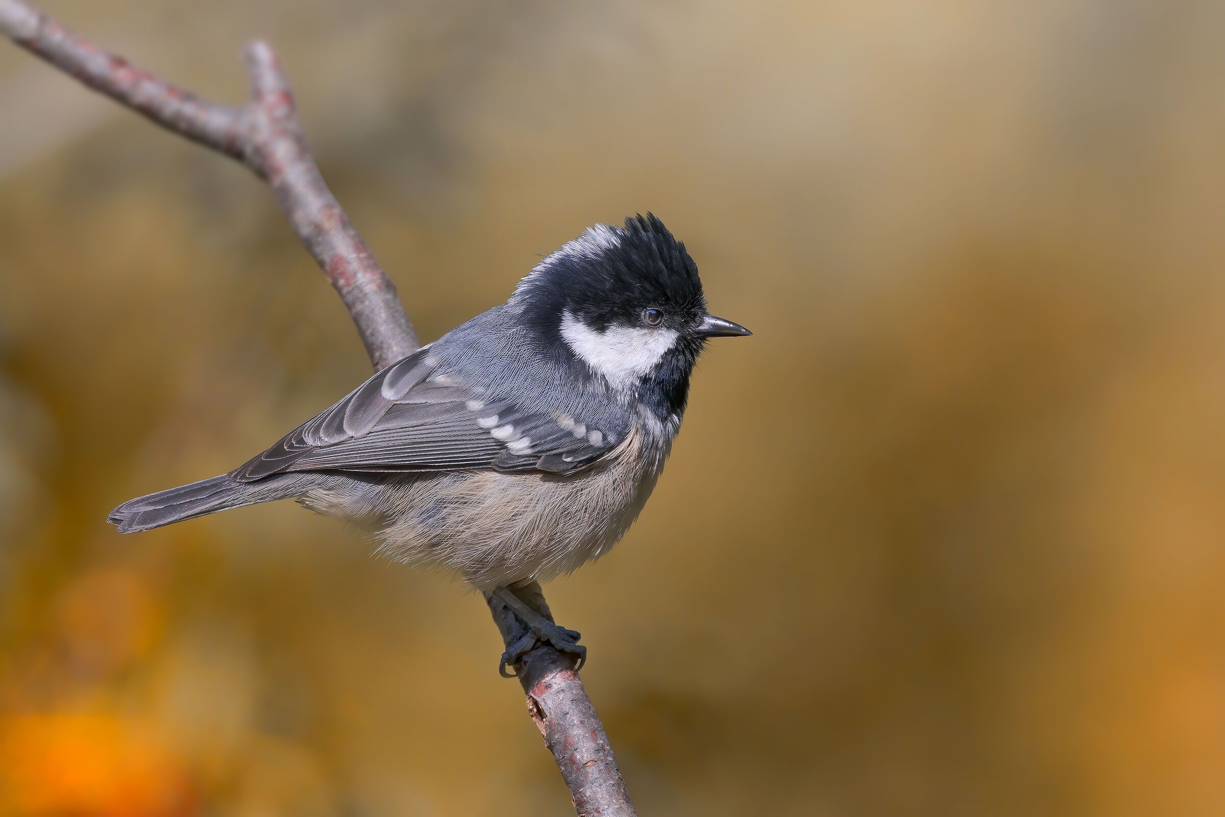 Cincia mora (Periparus ater)