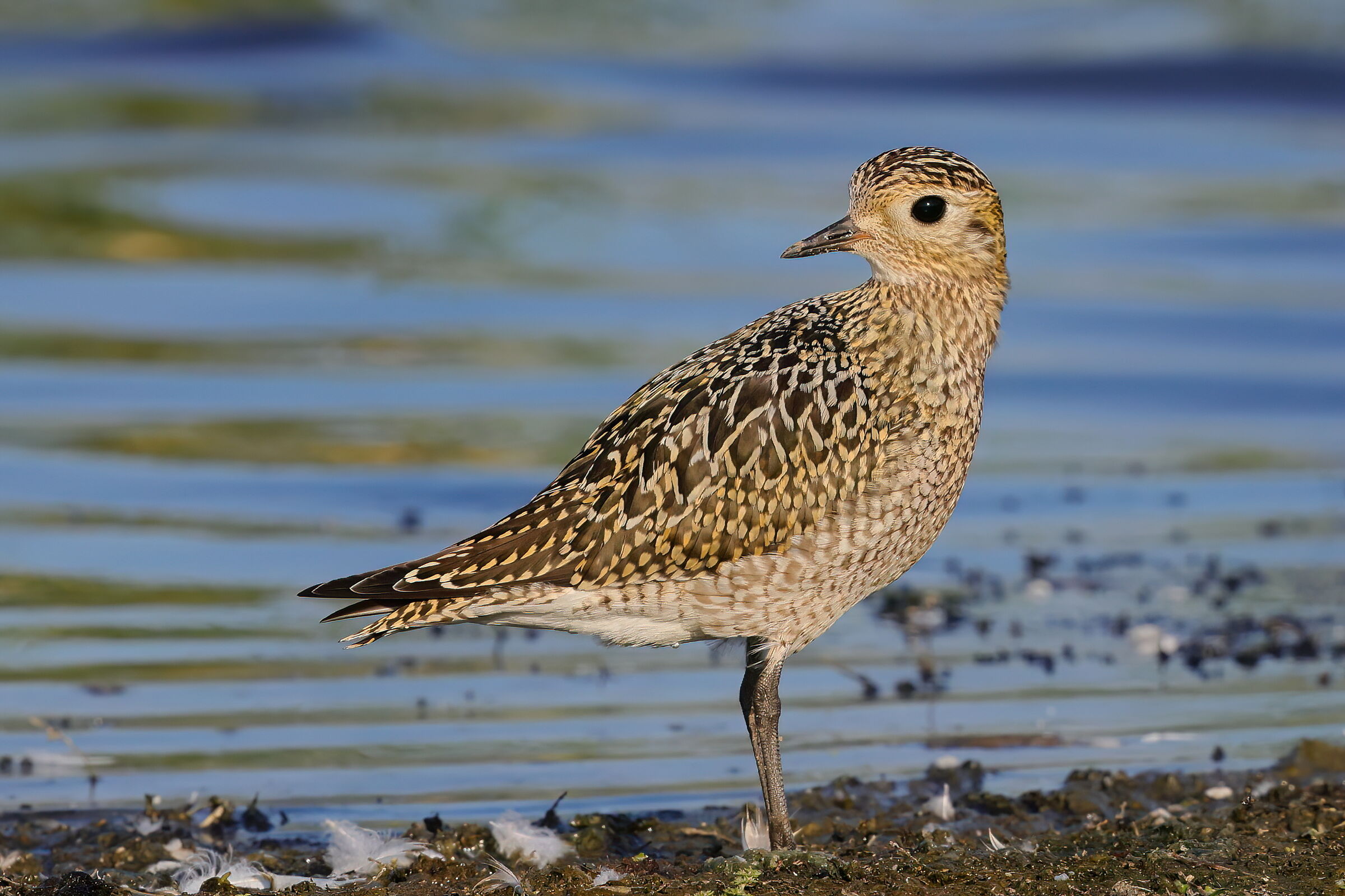Golden Plover