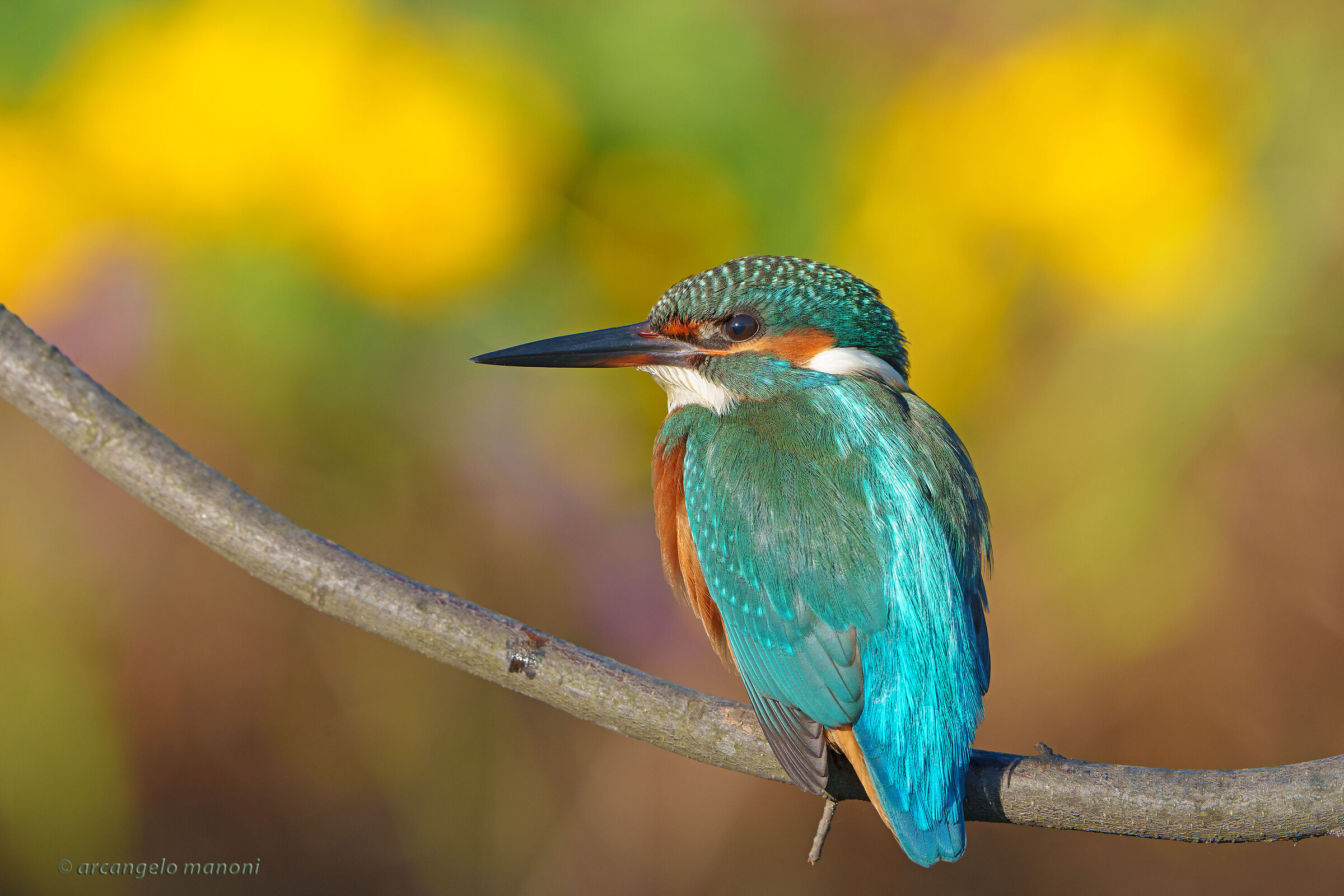 When the martin and flowers (Jerusalem artichoke) meet