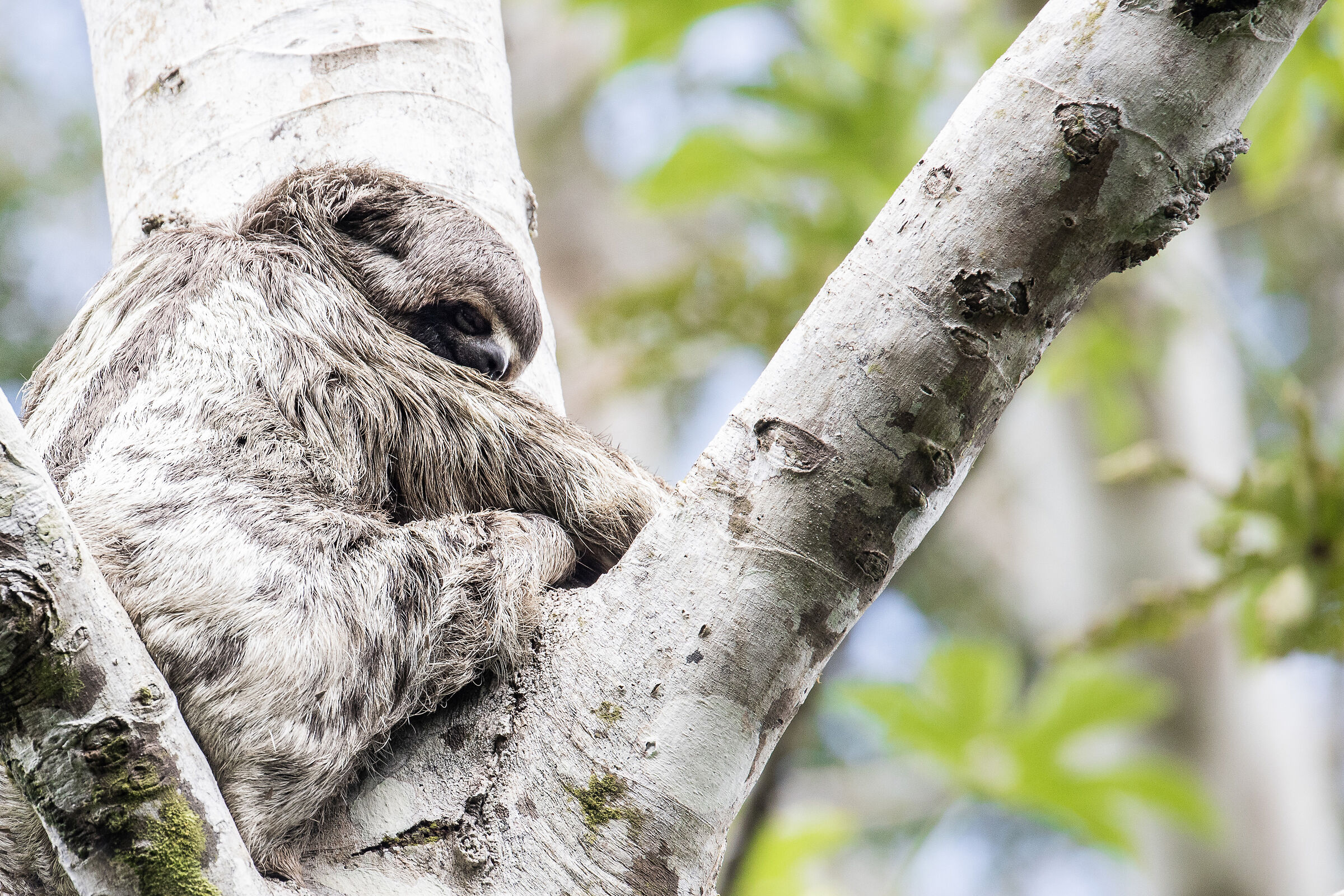 Sloth
