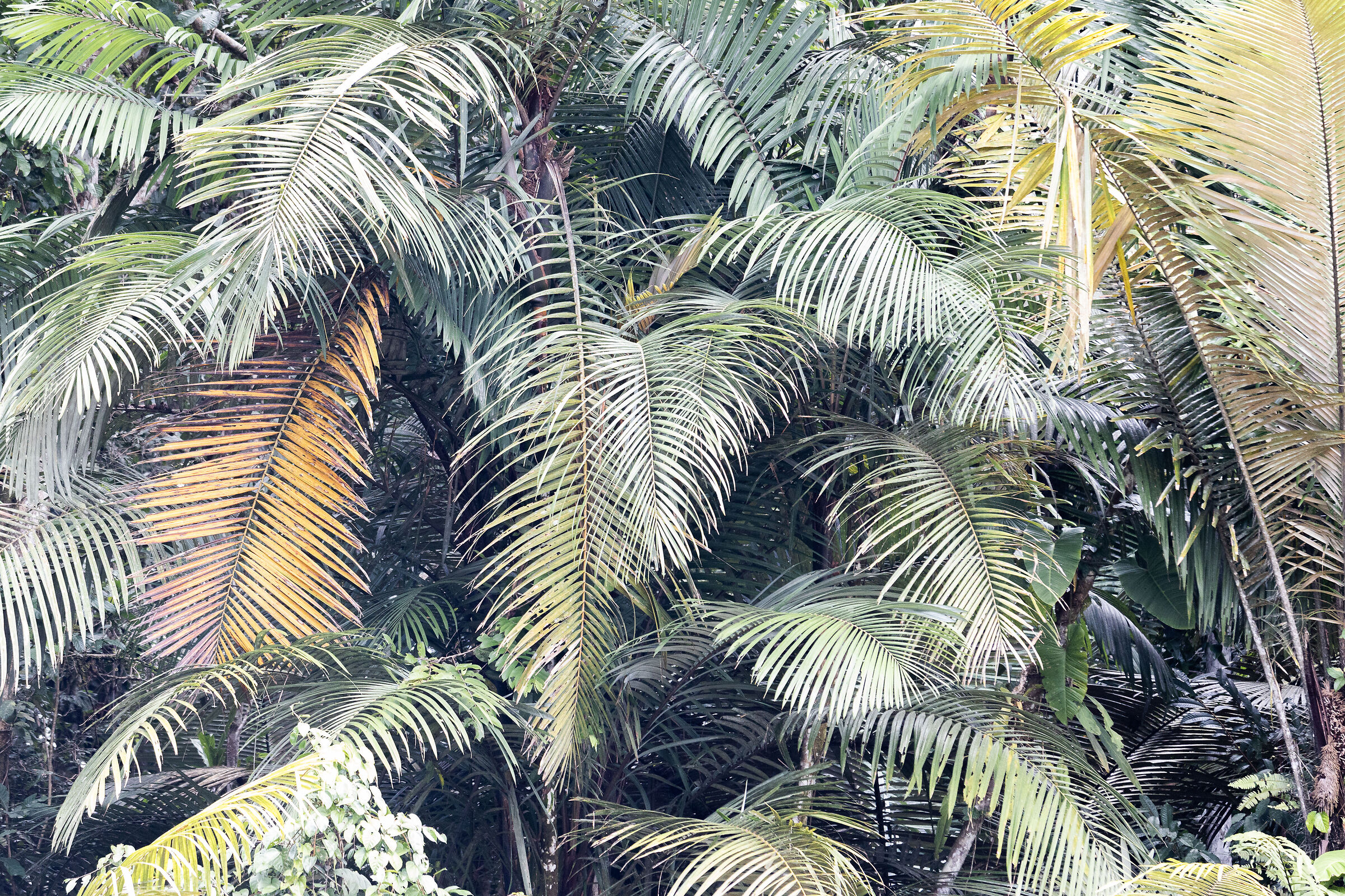 Amazon palms by day