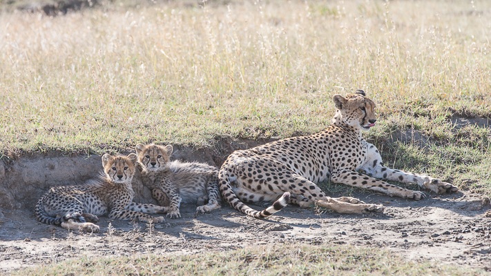 Mamma ghepardo con cuccioli