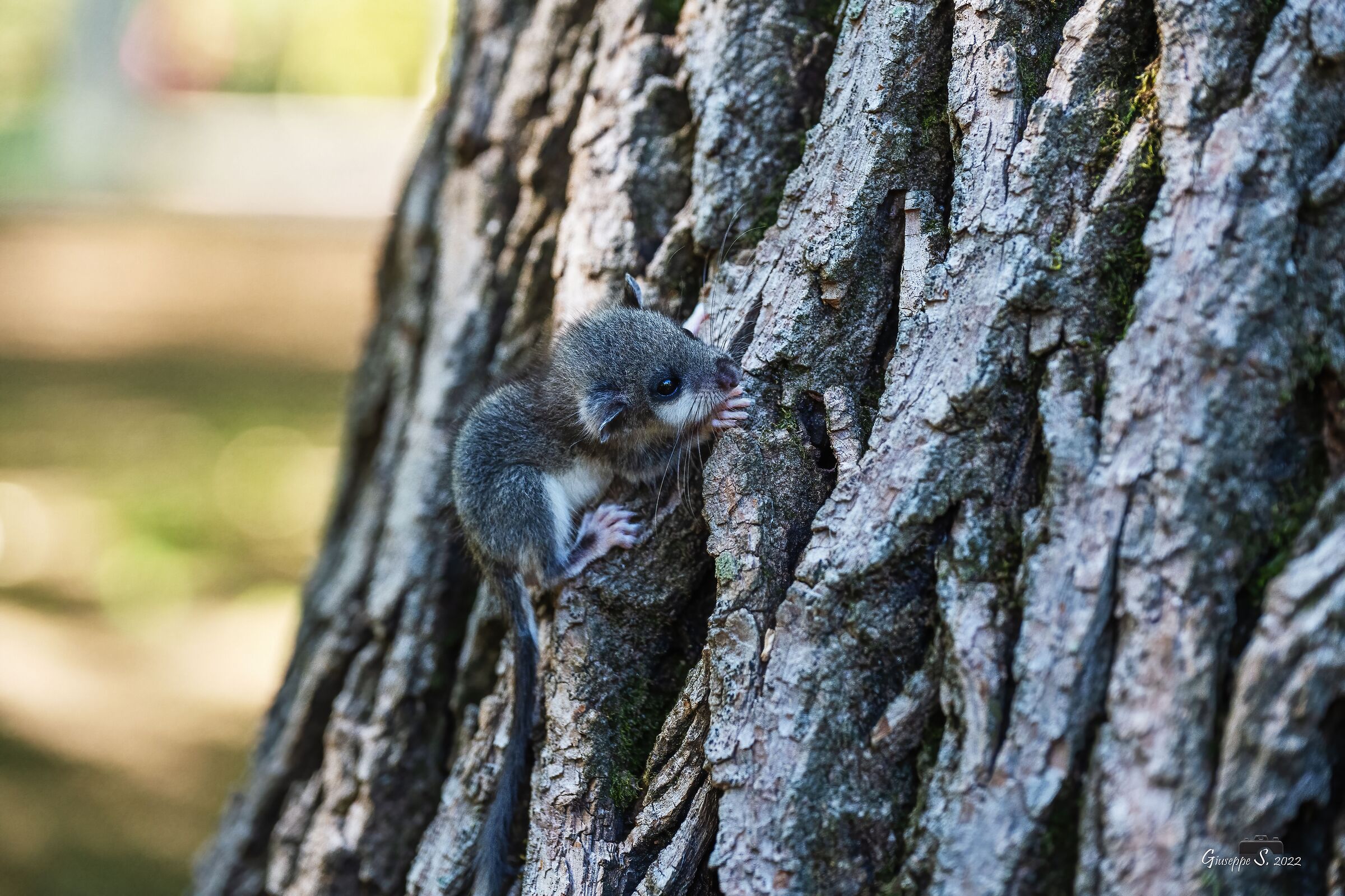 Cucciolo di ghiro