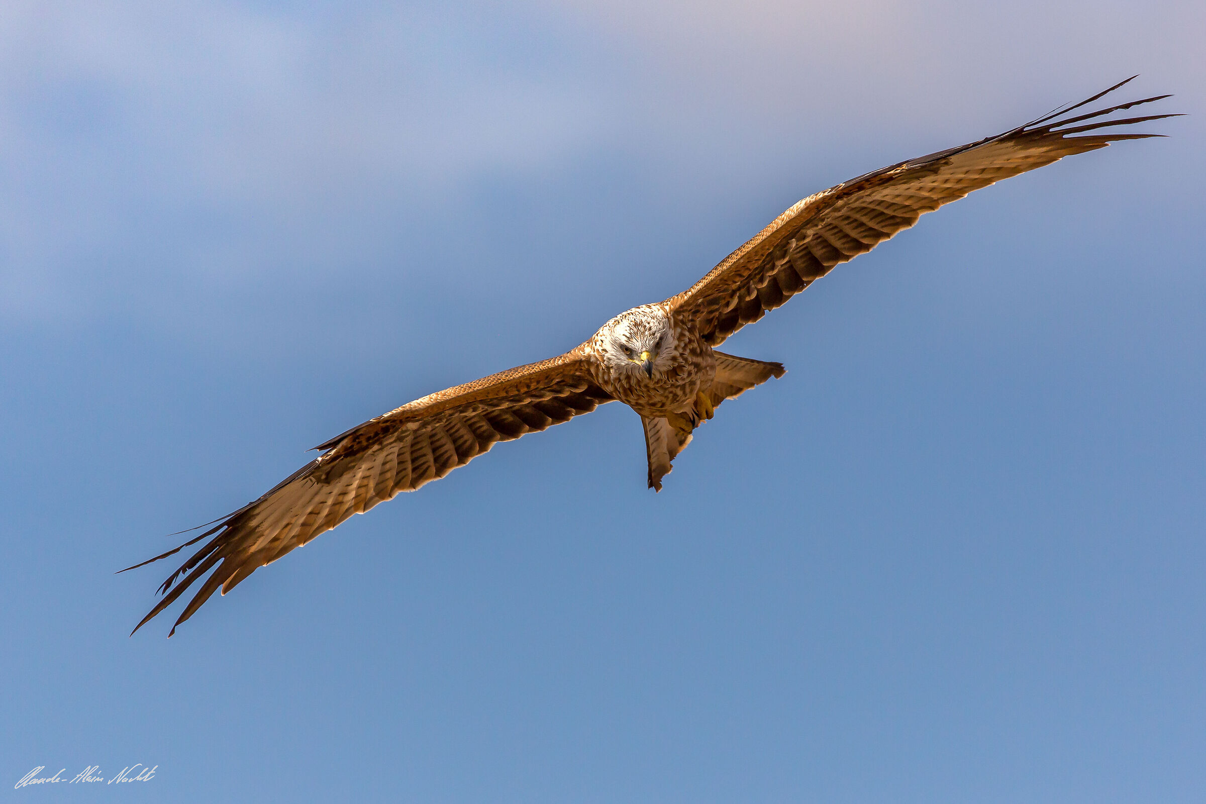 Red Kite