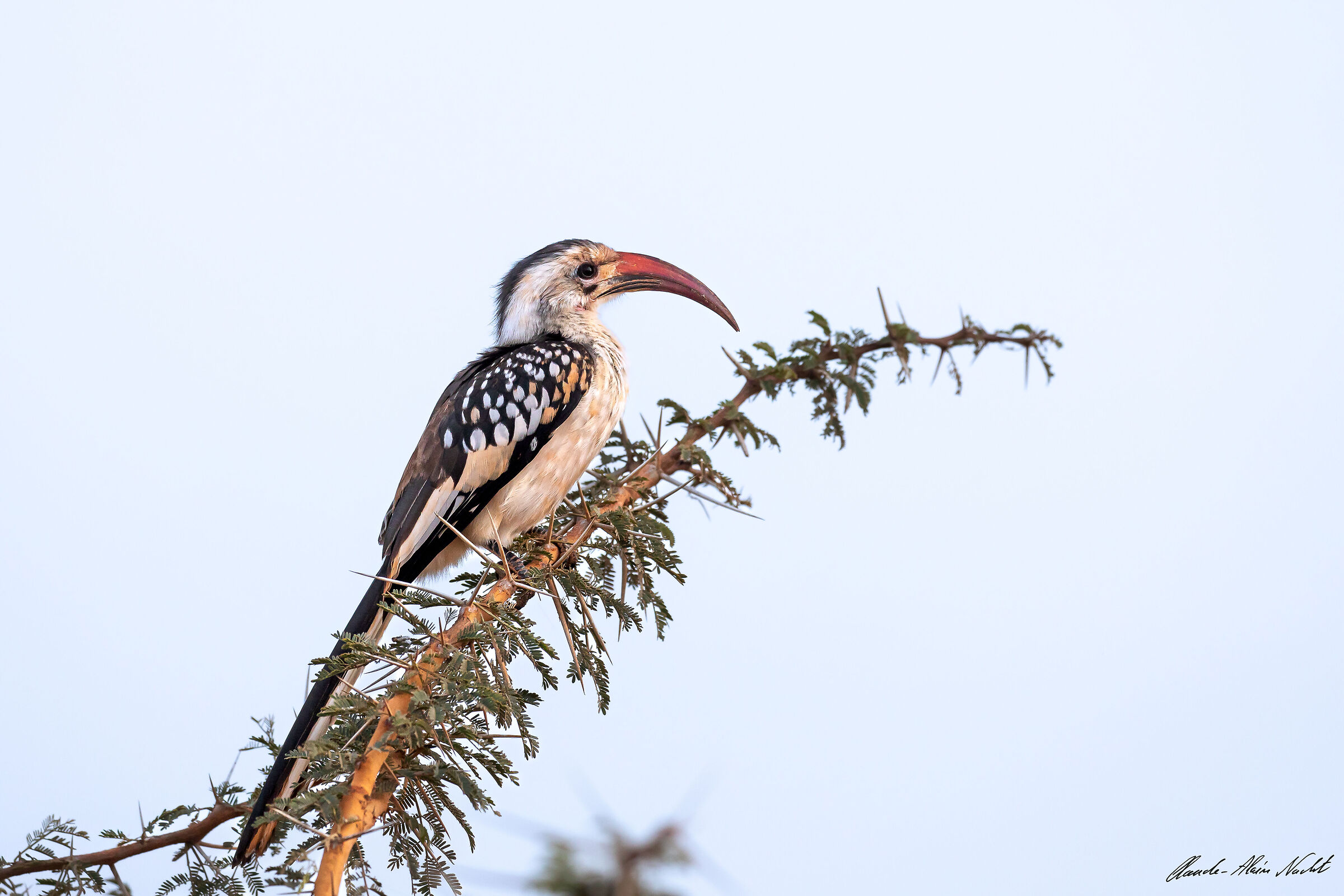Northern Red-billed Hornbill