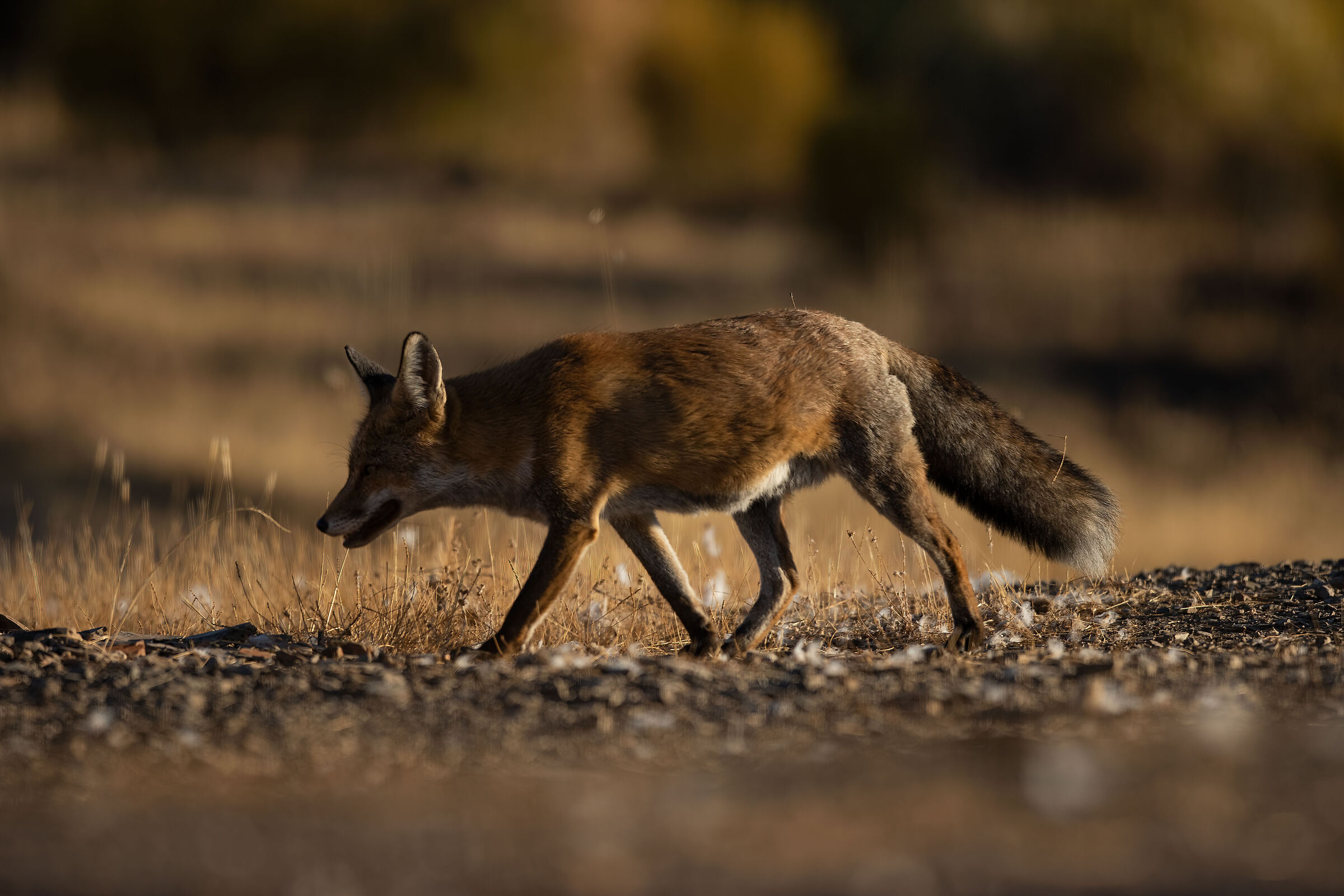 Andalusian fox