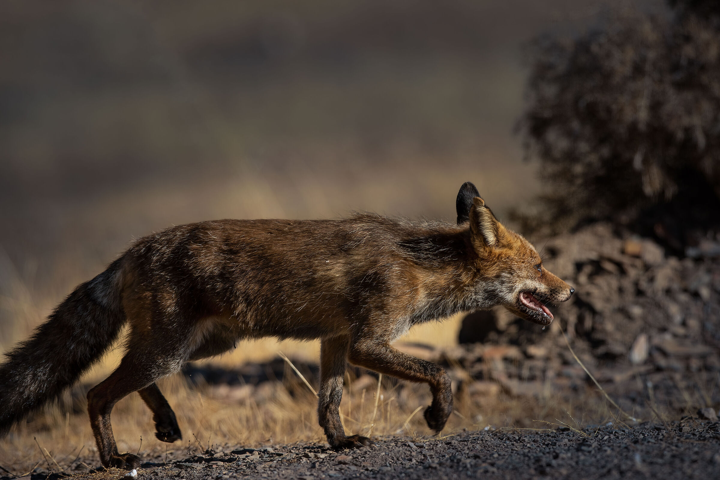 Andalusian fox