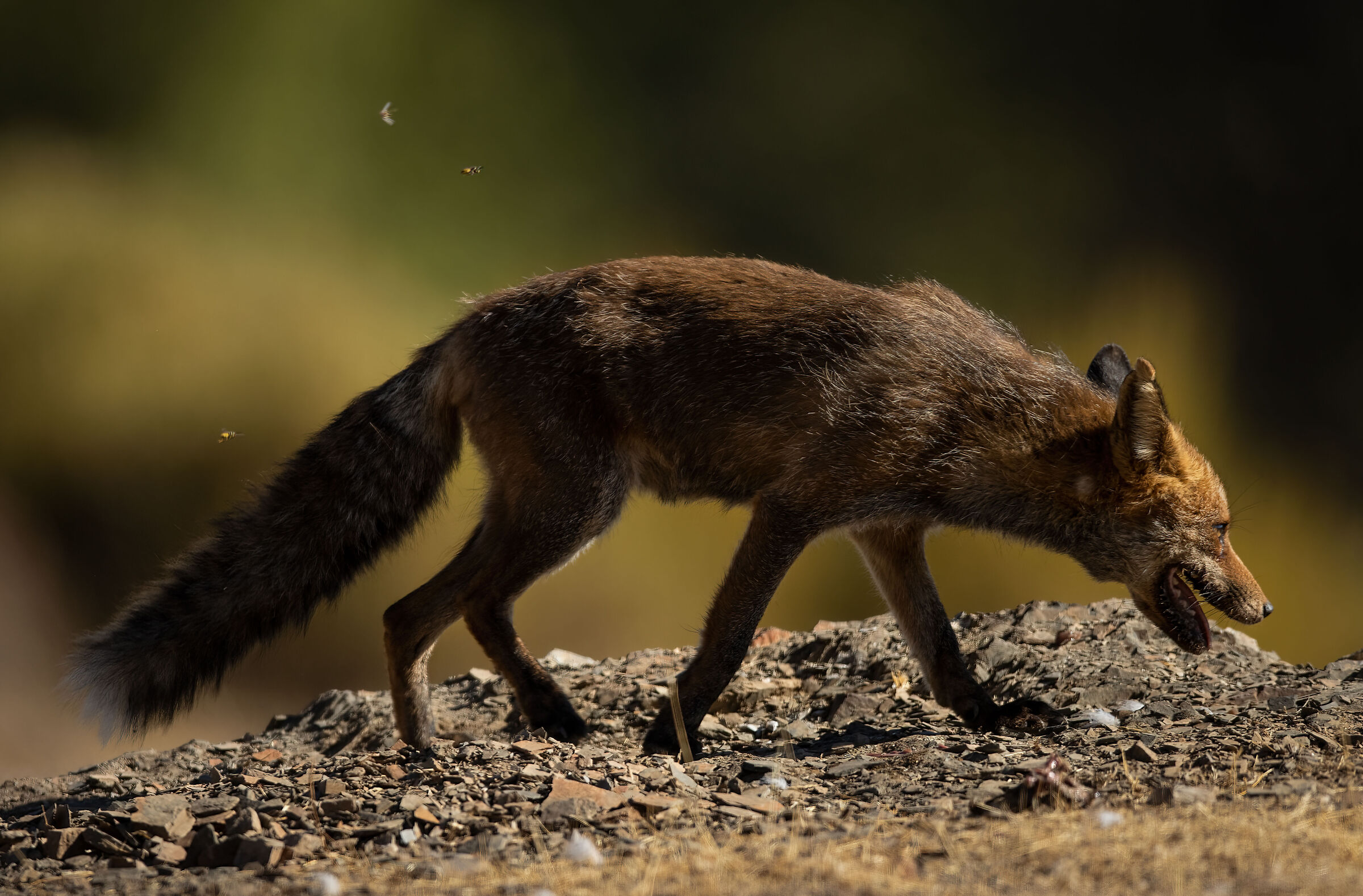 Andalusian fox