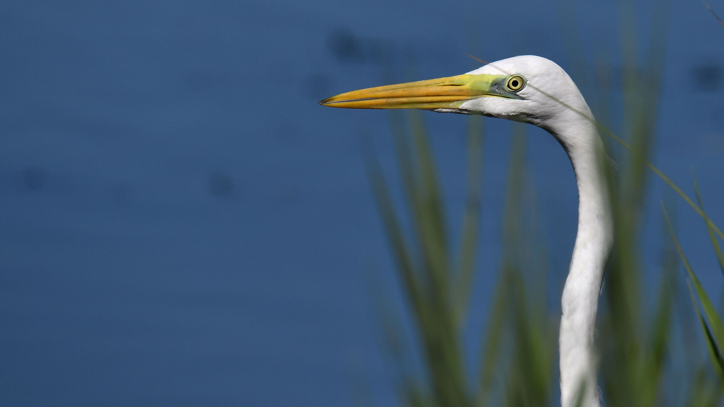 Great White Heron
