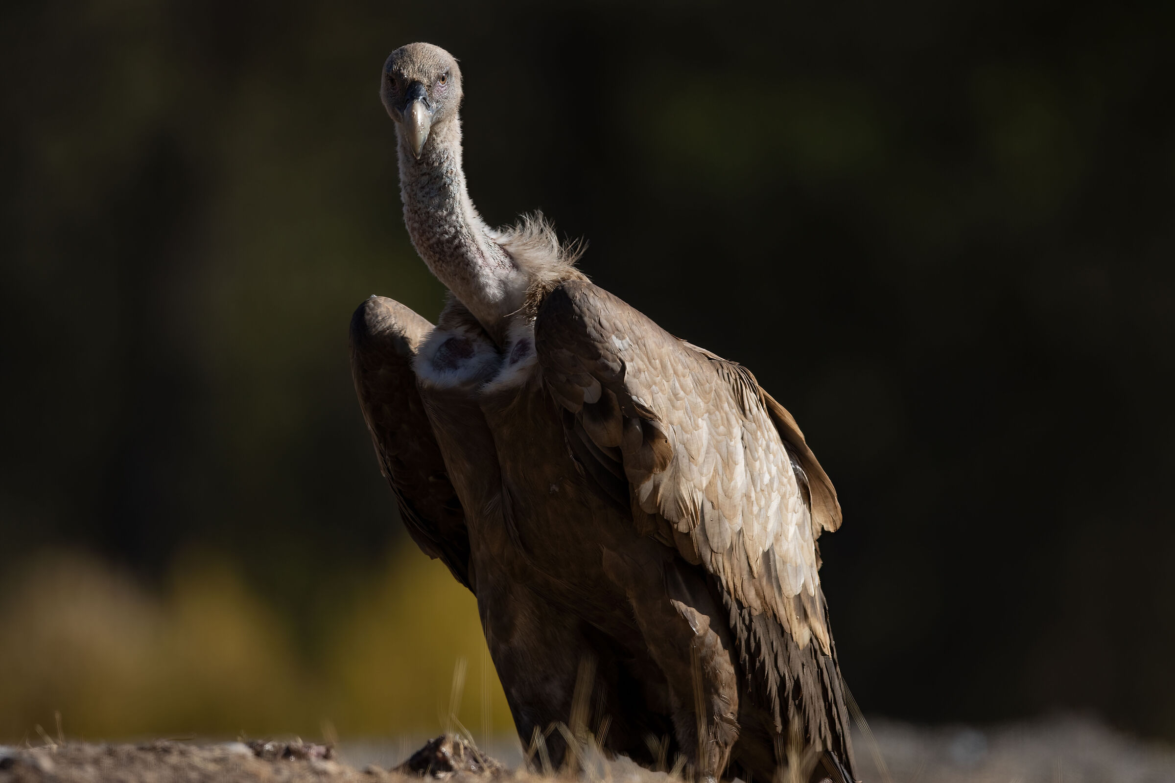 Griffin
