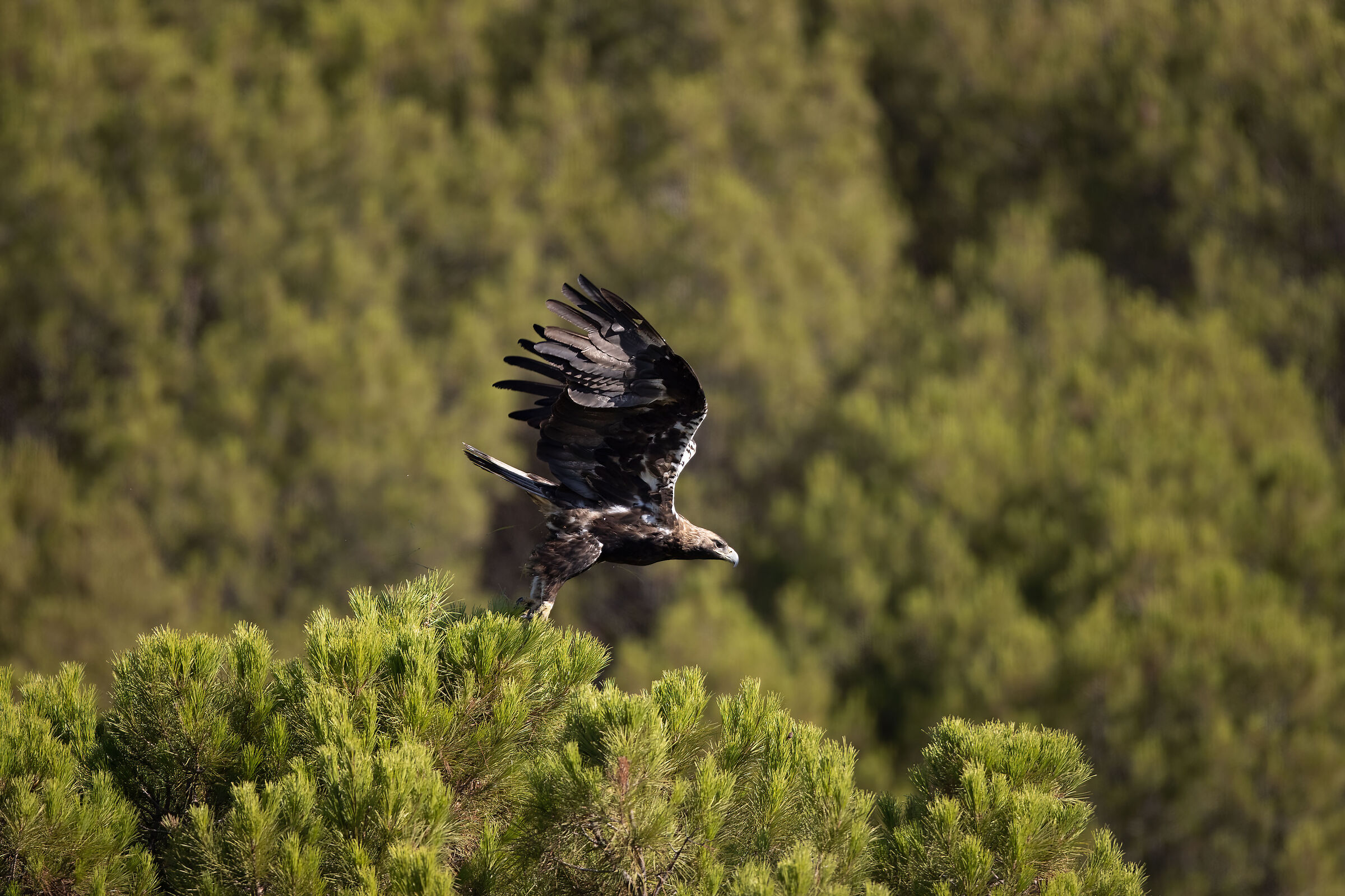 Imperial eagle