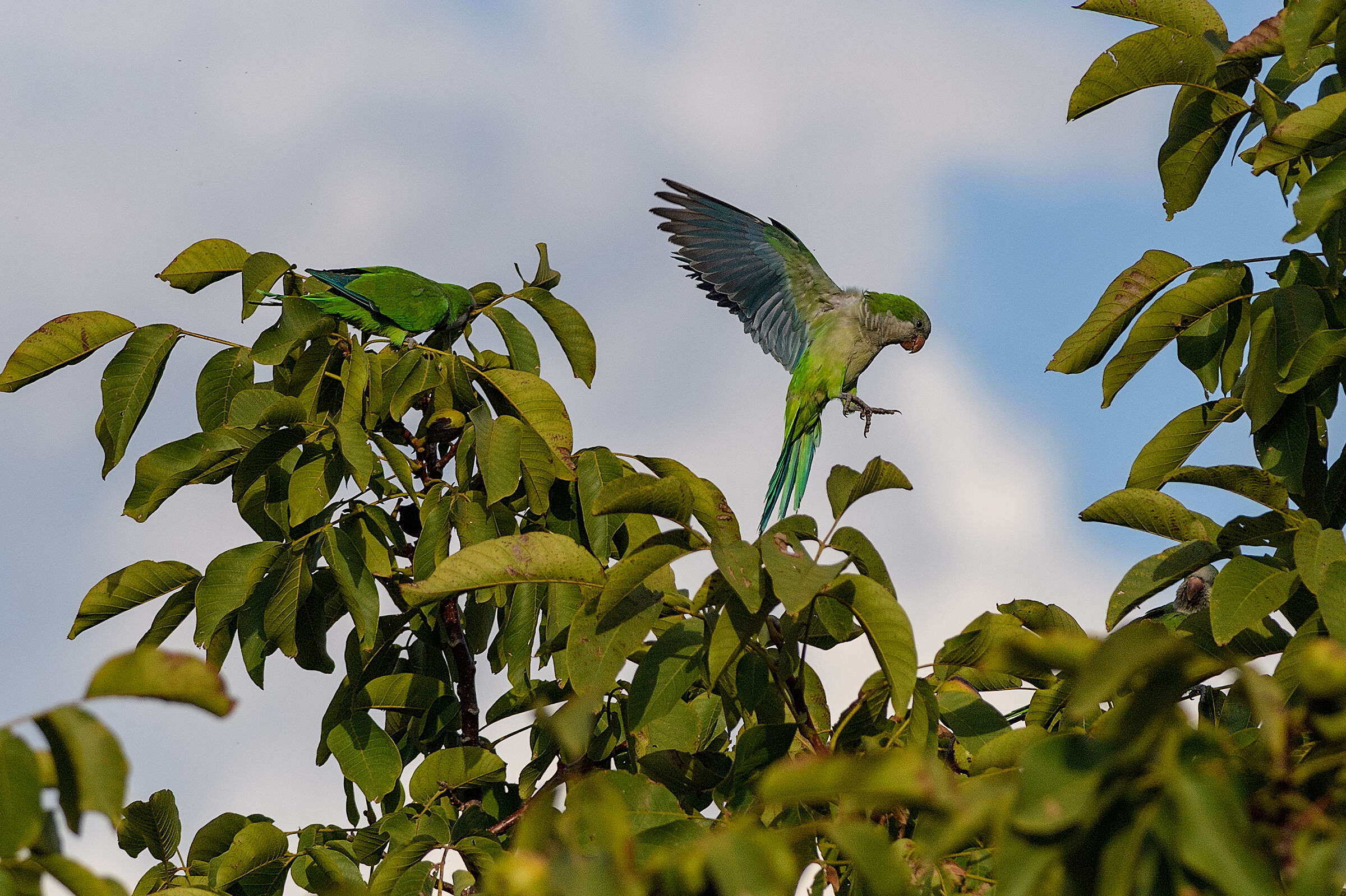 Parakeet