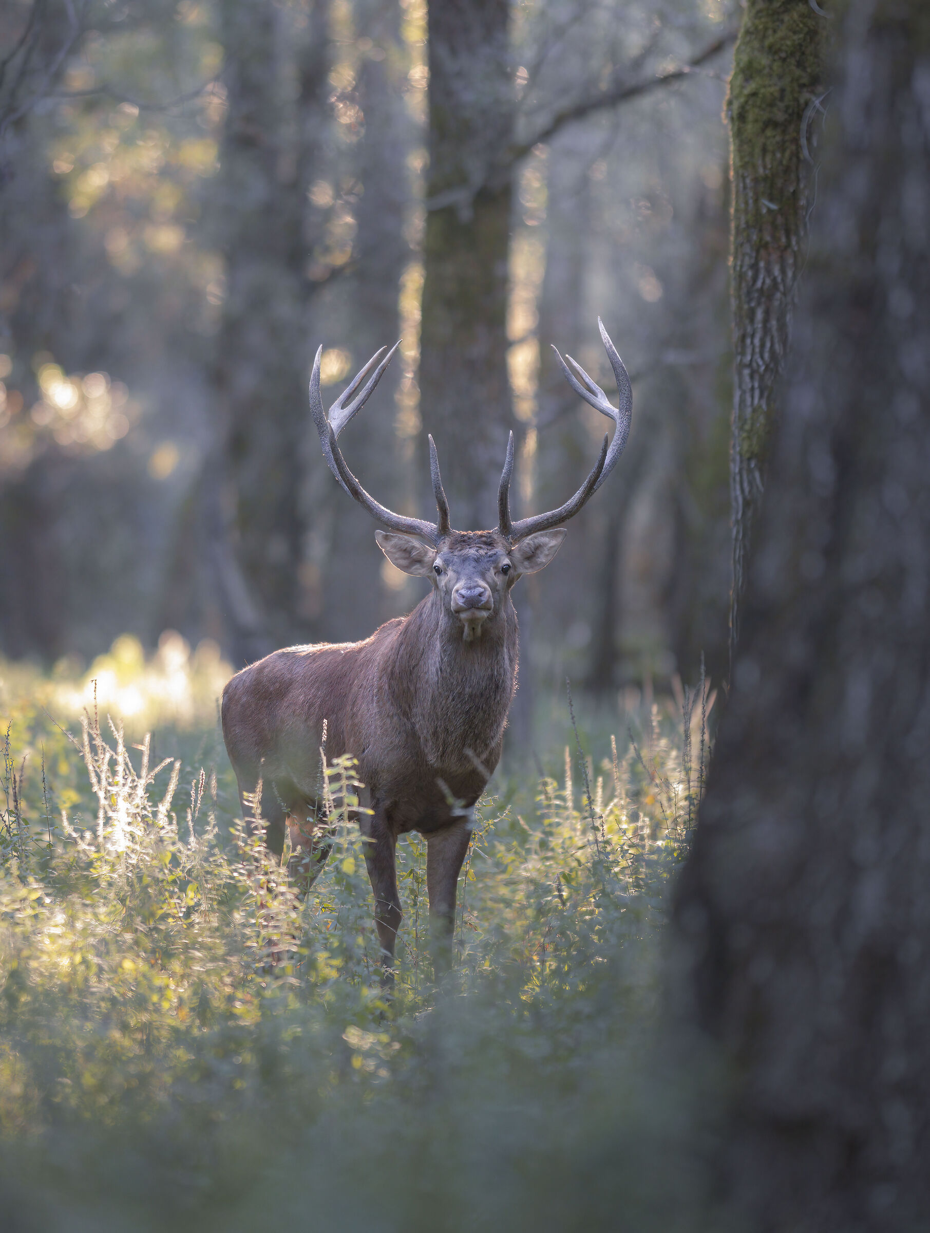 the king of the forest