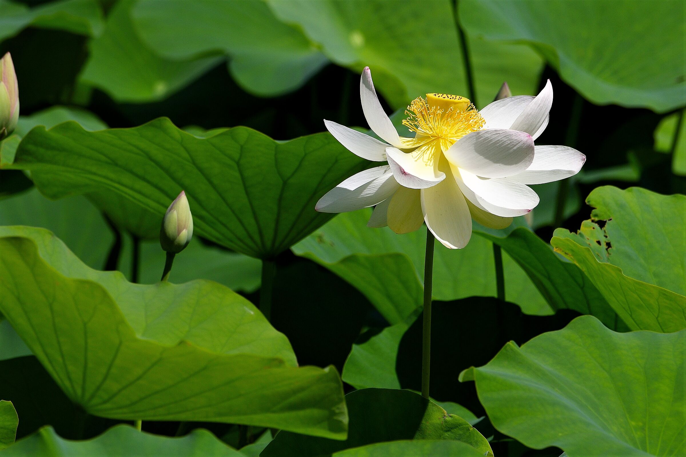 Lotus flowers