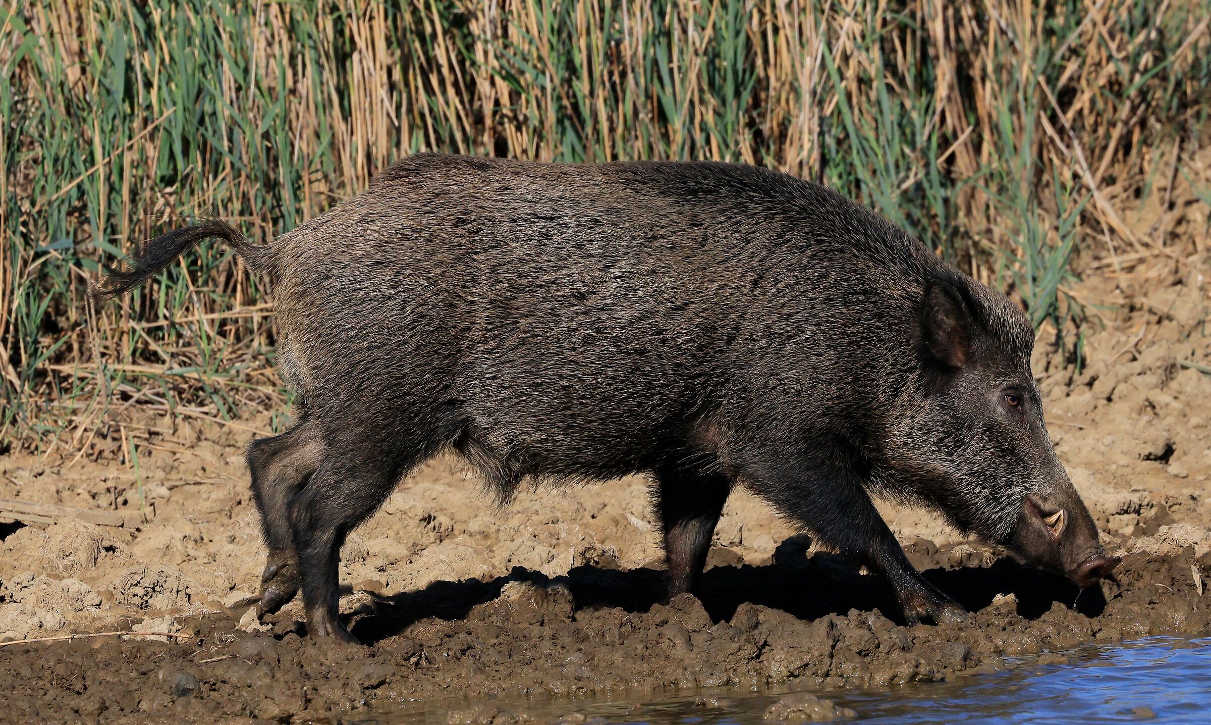 cinghiale maschio maremmano