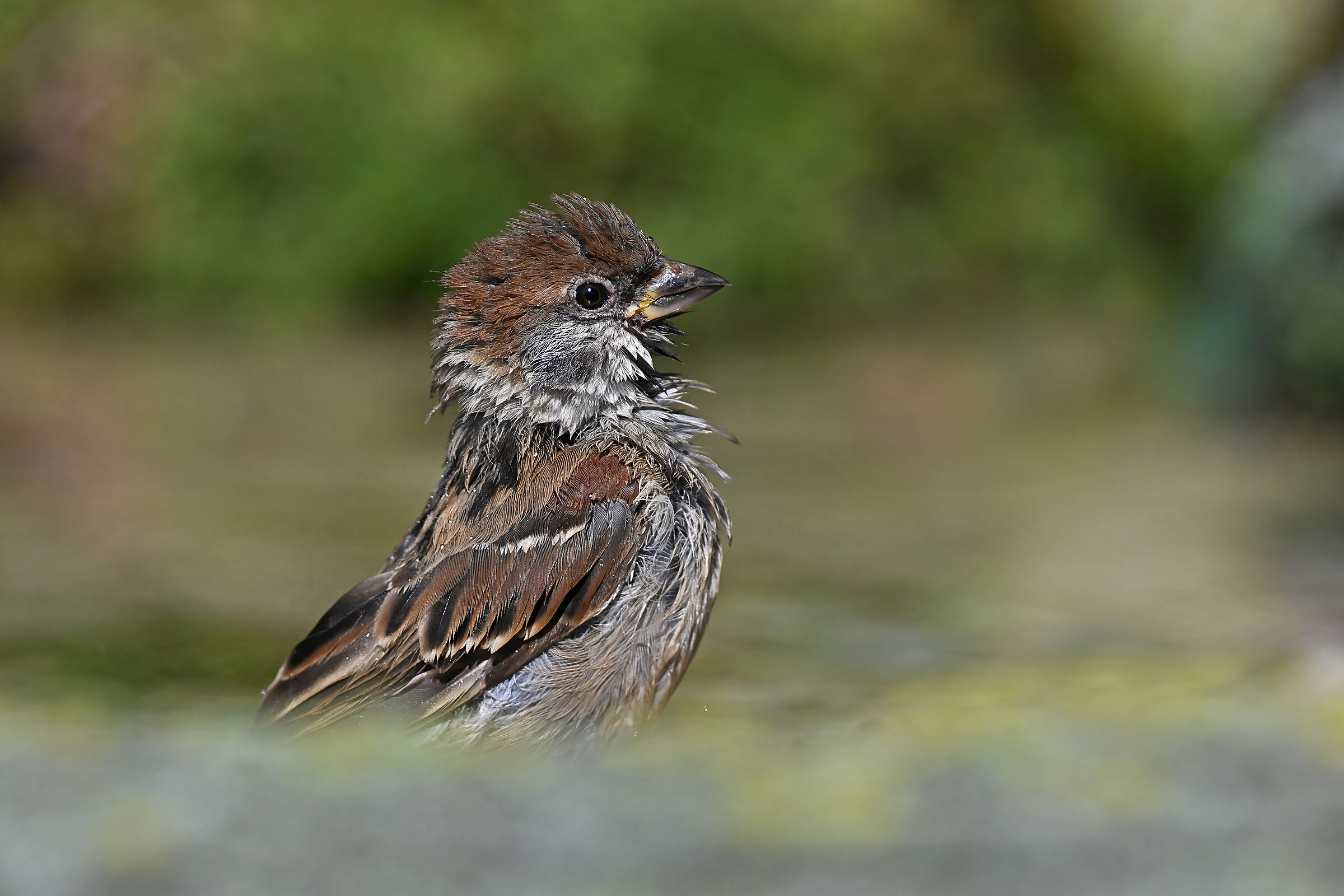 Stories of feathers 9 ( Flounder mattugia )