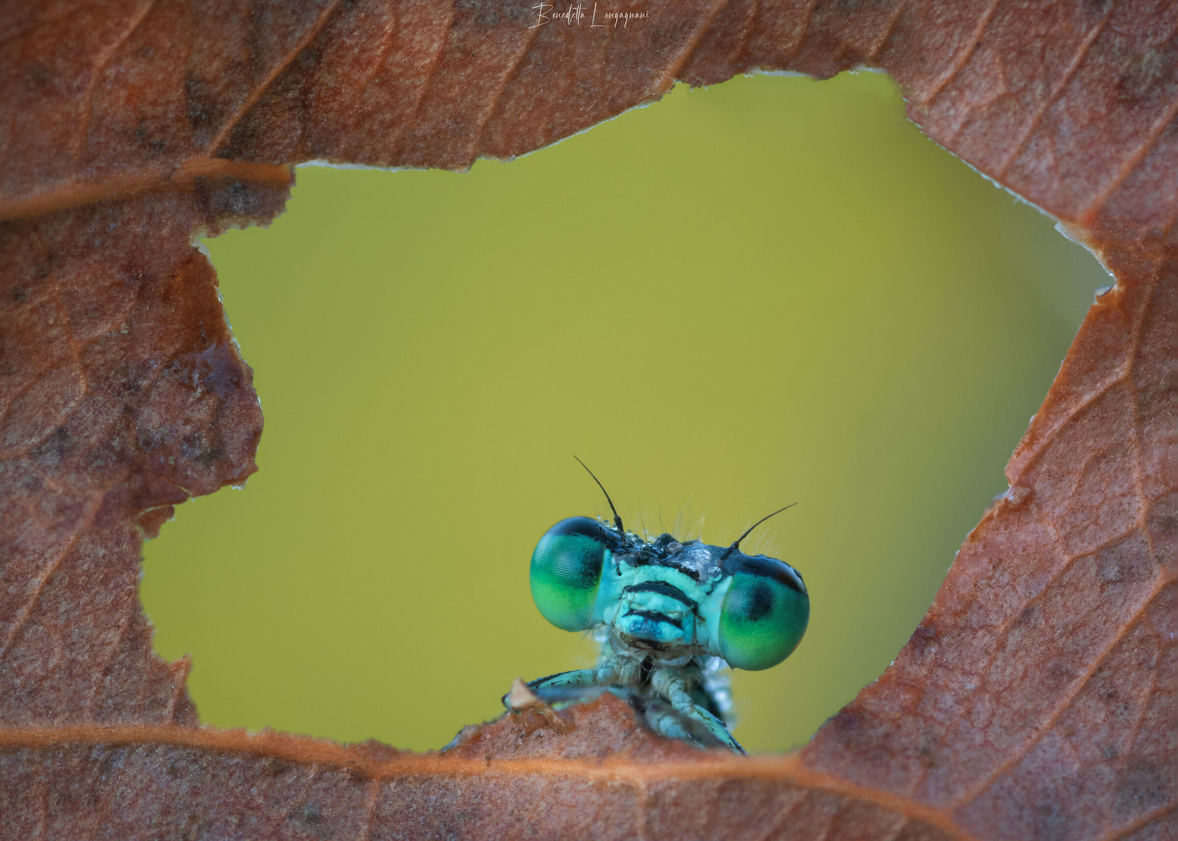 Damigella alla finestra