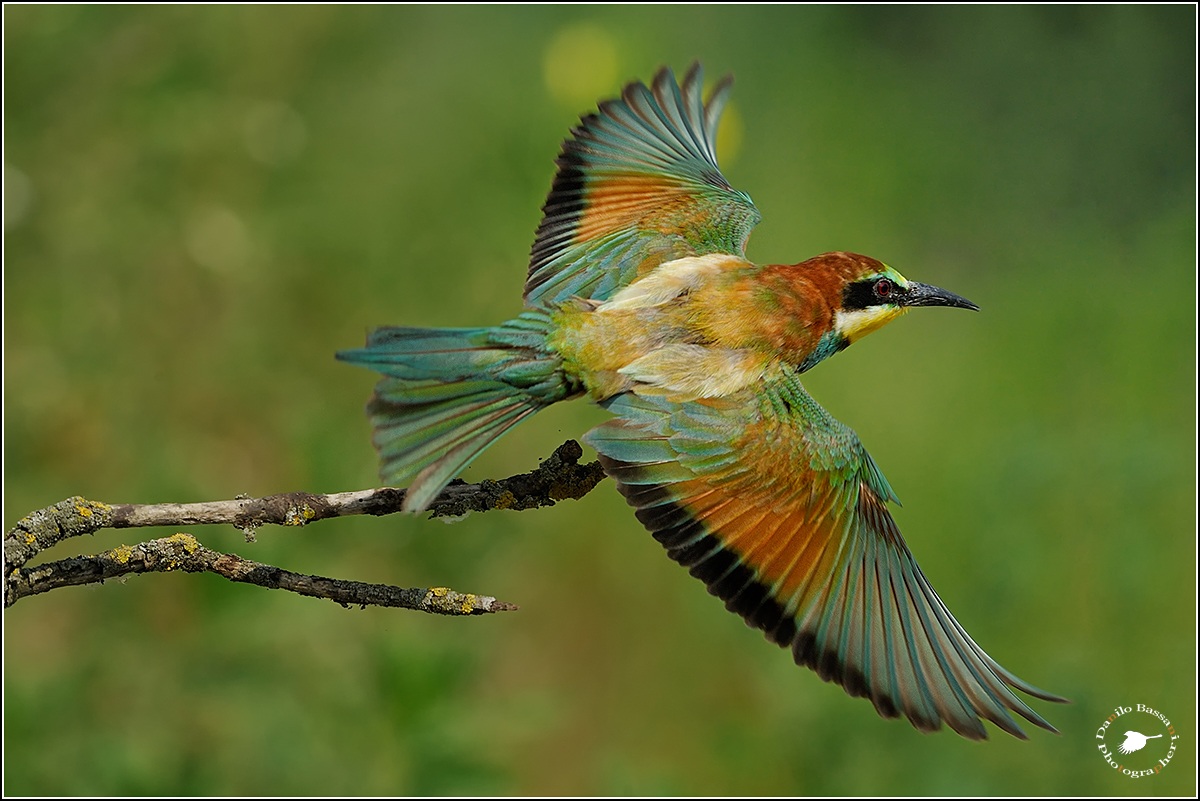 Gruccione in Decollo