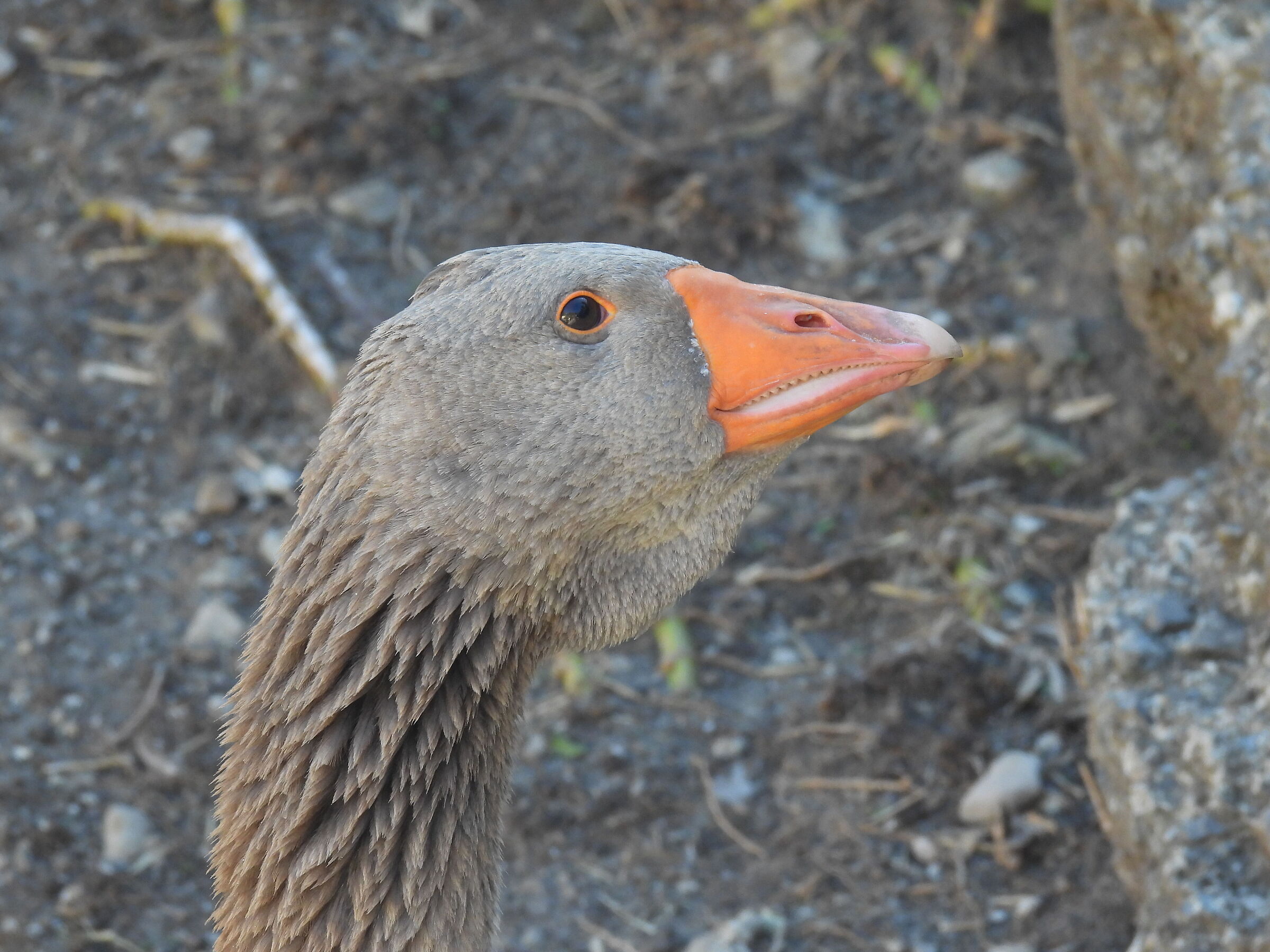 I dentini dell'oca