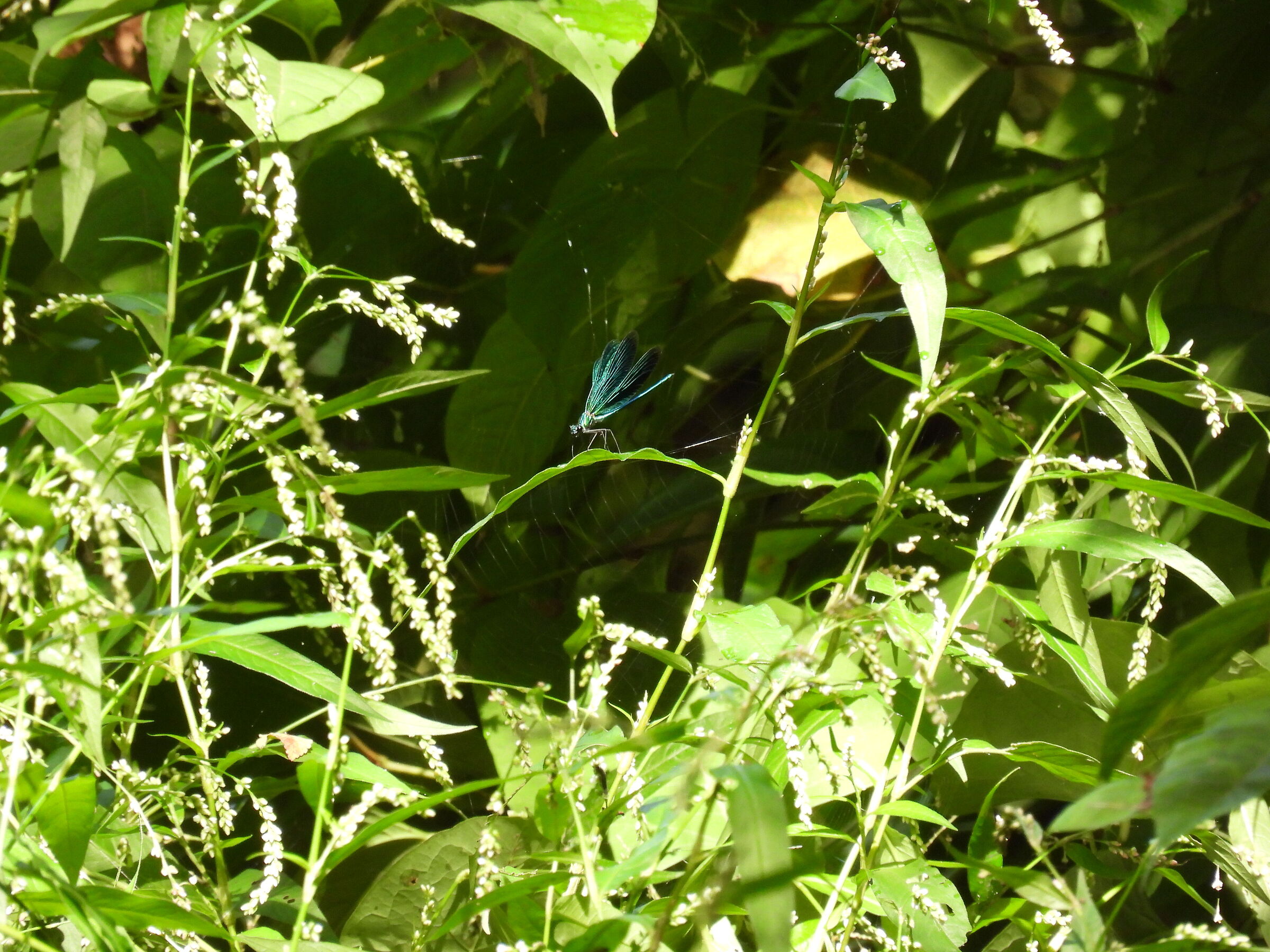 Shining from the source