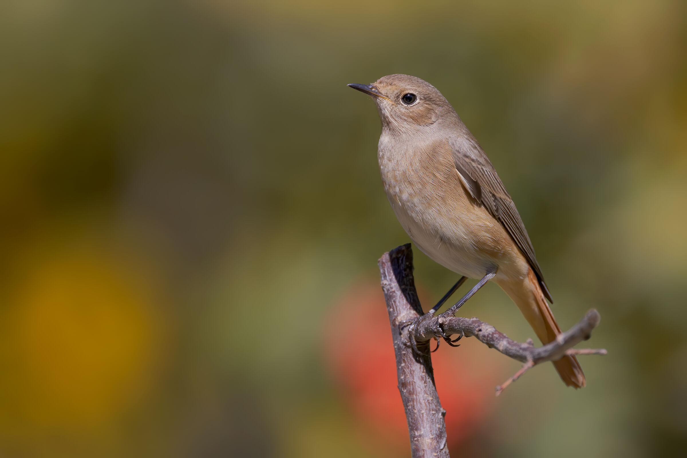 Codirosso comune femmina