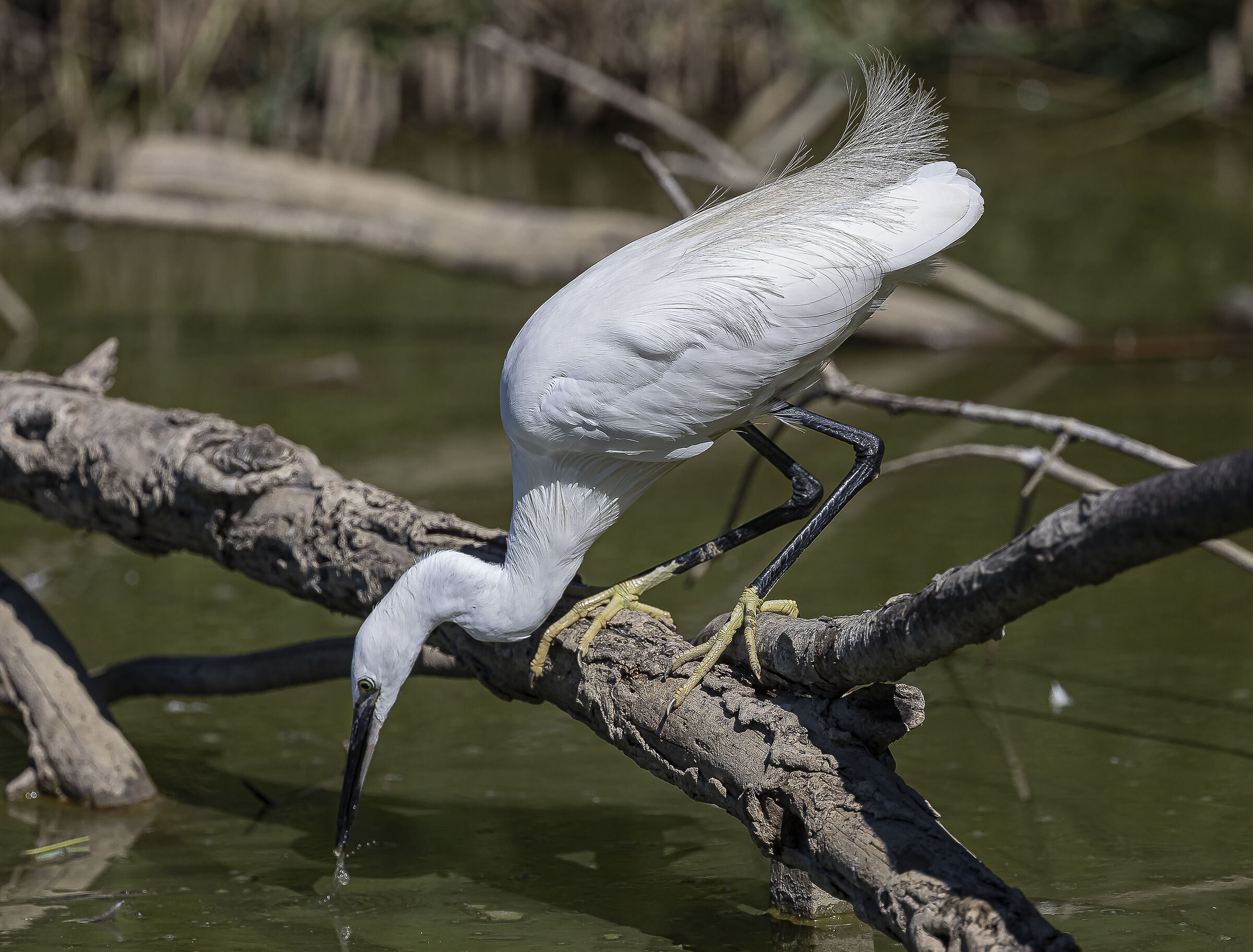 Egretta Garzetta - beccato!
