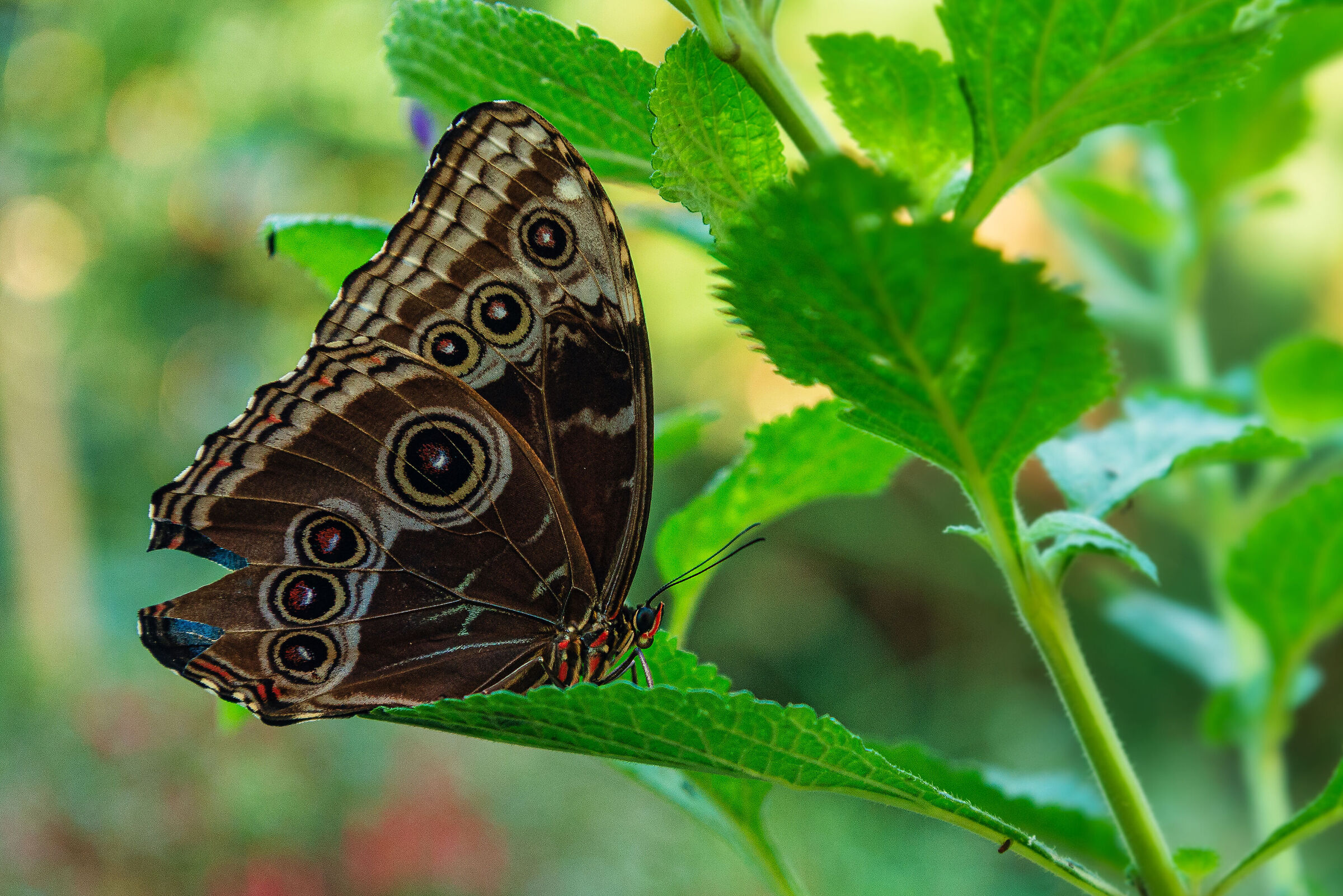 Butterfly Owl