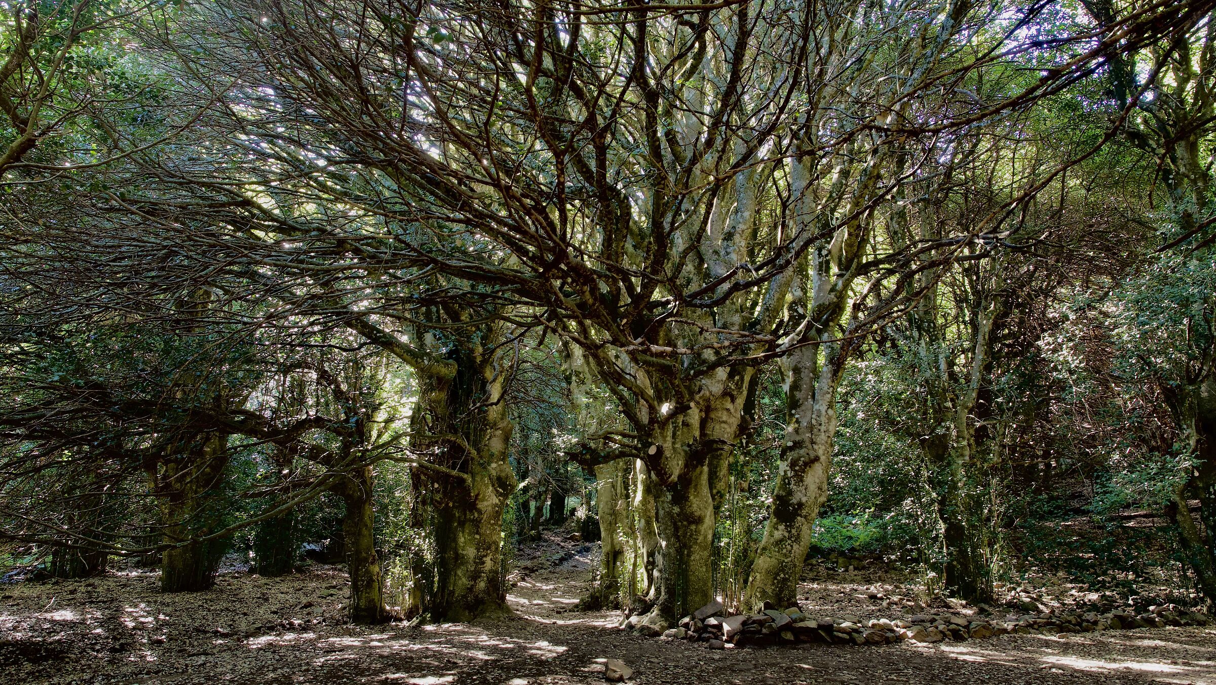 Giant holly