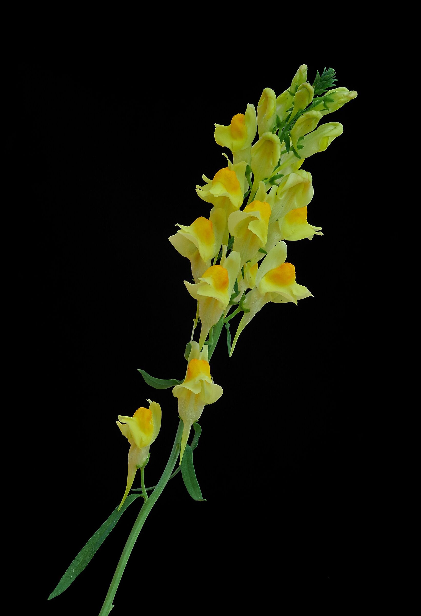 Linaria